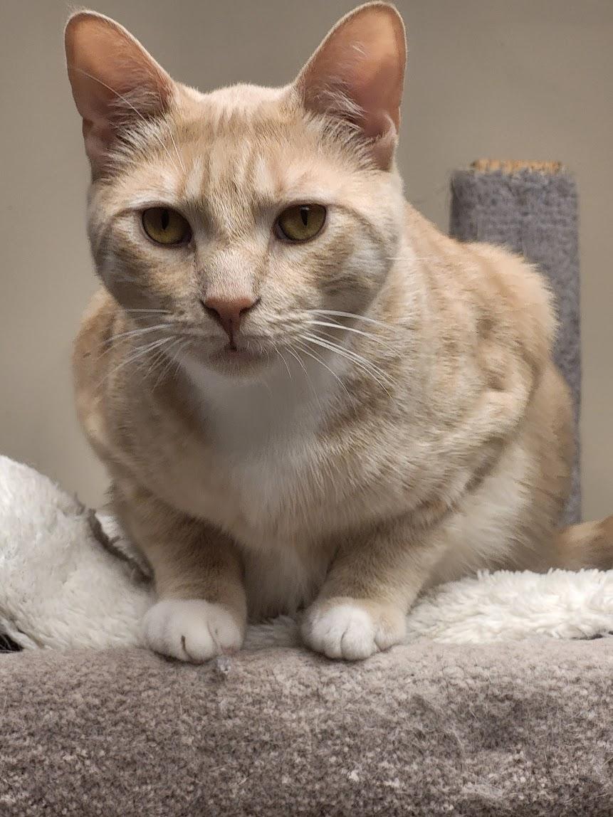 Juke, a Adoptable Domestic Short Hair in Allentown, PA image 2/3