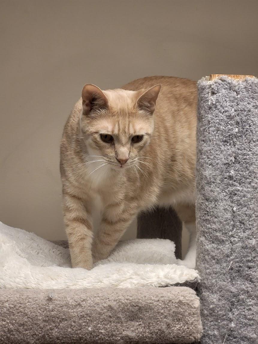 Juke, a Adoptable Domestic Short Hair in Allentown, PA image 3/3