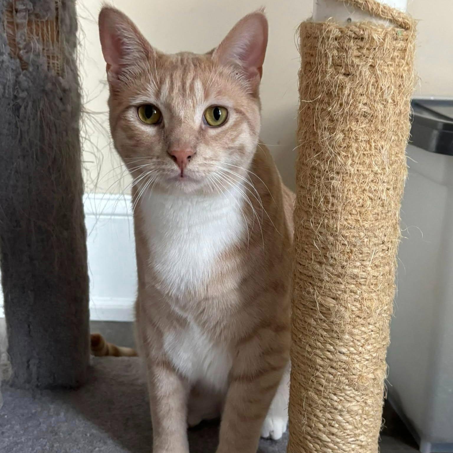 Enlarge Juke, a Adoptable Domestic Short Hair in Allentown, PA image 1/6