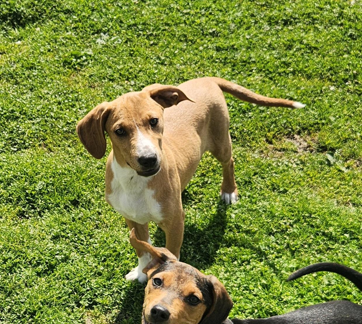 Enlarge Snipe, a ADOPTABLE mixed breed in Liberty Center, OH image 5/6
