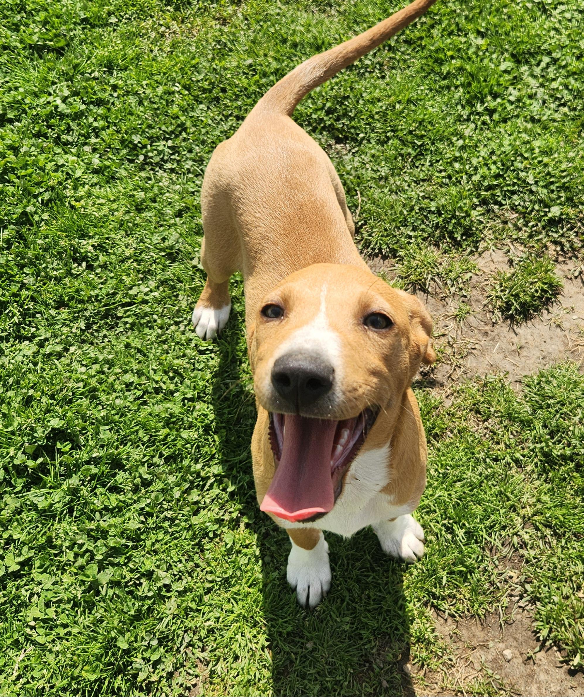 Enlarge Snipe, a ADOPTABLE mixed breed in Liberty Center, OH image 6/6