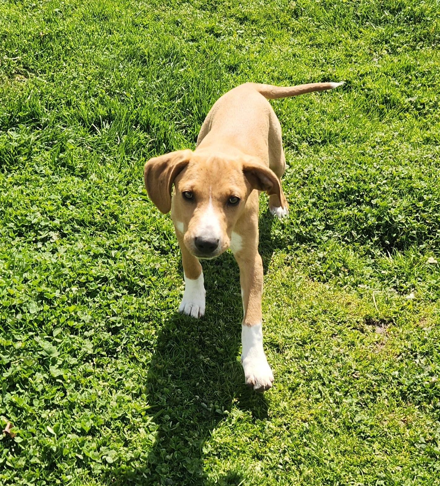 Enlarge Snipe, a ADOPTABLE mixed breed in Liberty Center, OH image 1/6