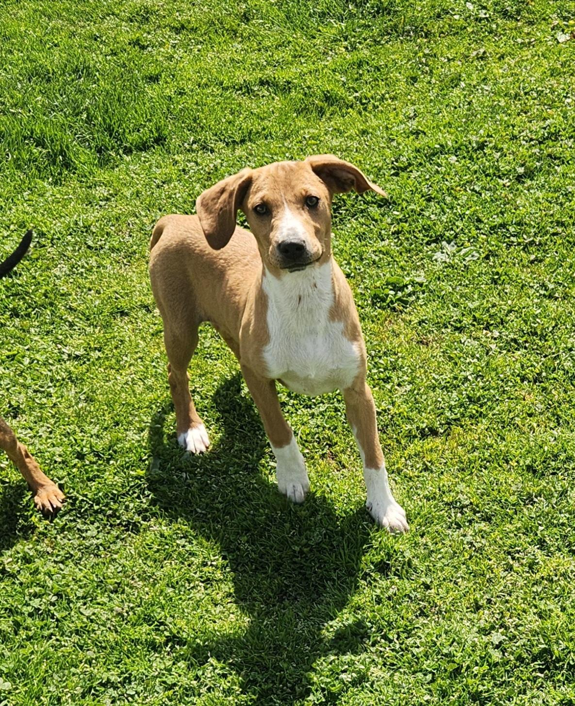 Enlarge Snipe, a ADOPTABLE mixed breed in Liberty Center, OH image 4/6