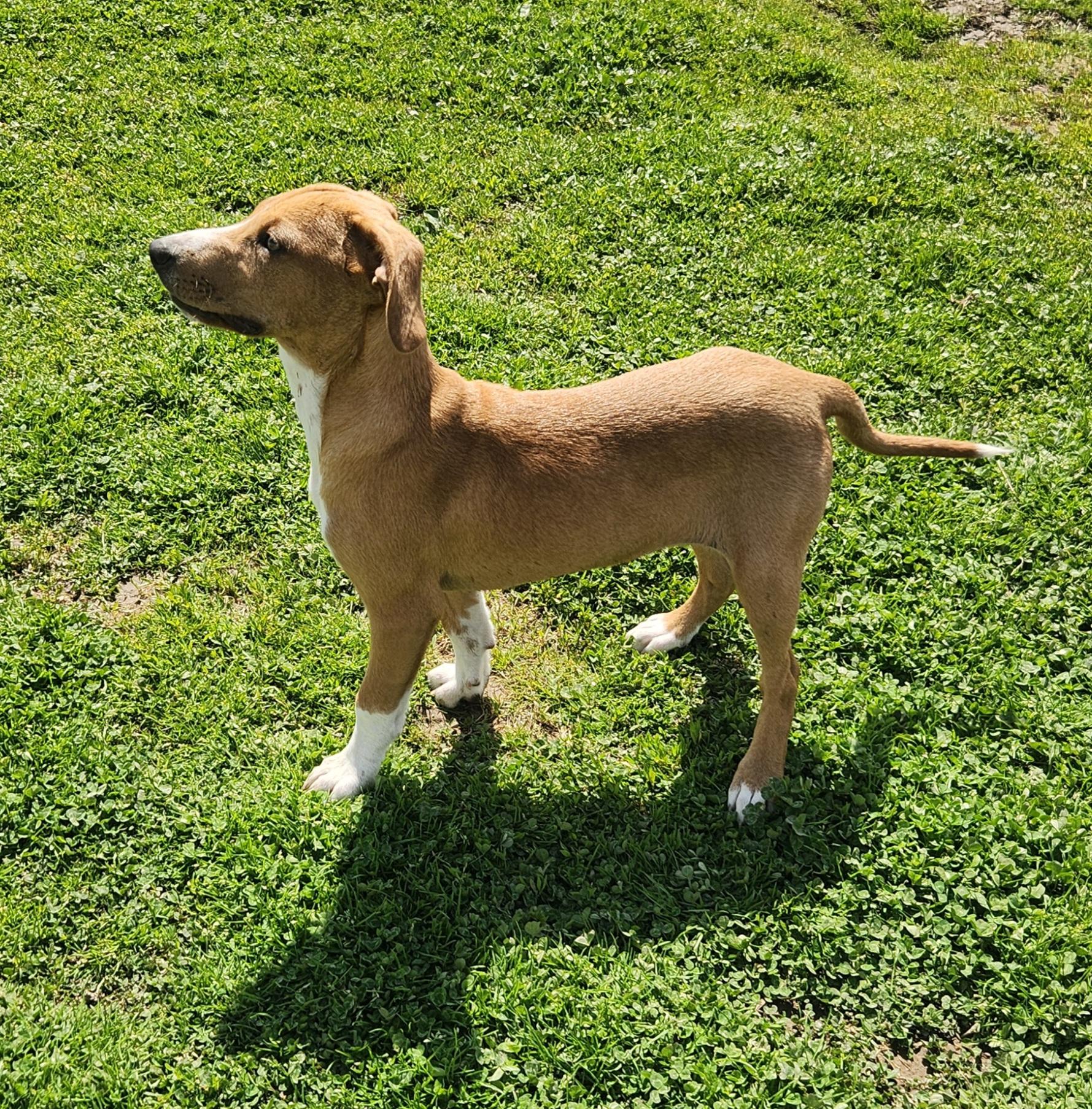 Enlarge Snipe, a ADOPTABLE mixed breed in Liberty Center, OH image 2/6