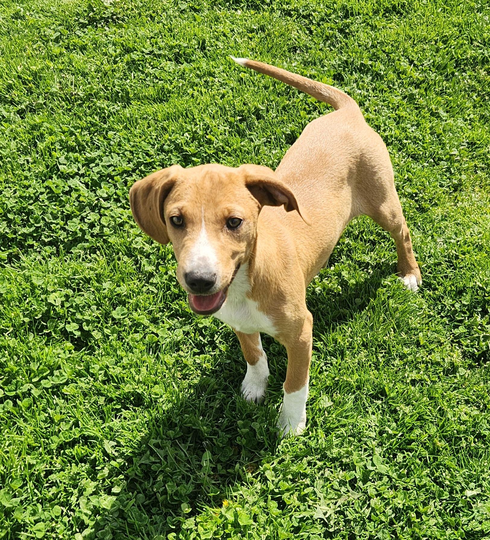 Enlarge Snipe, a ADOPTABLE mixed breed in Liberty Center, OH image 3/6
