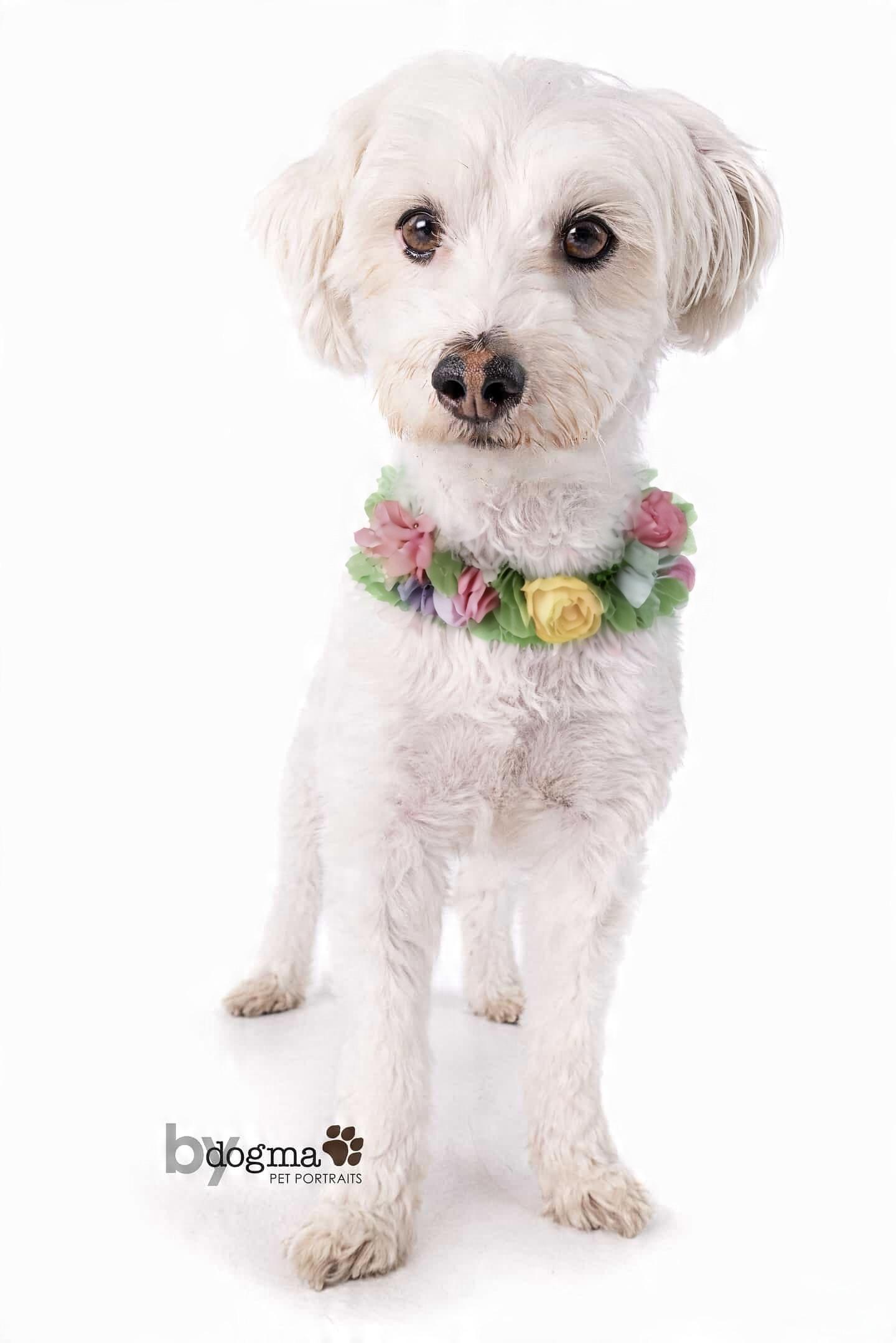 Patsy, Adoptable, Adult Female Maltese & Miniature Poodle.