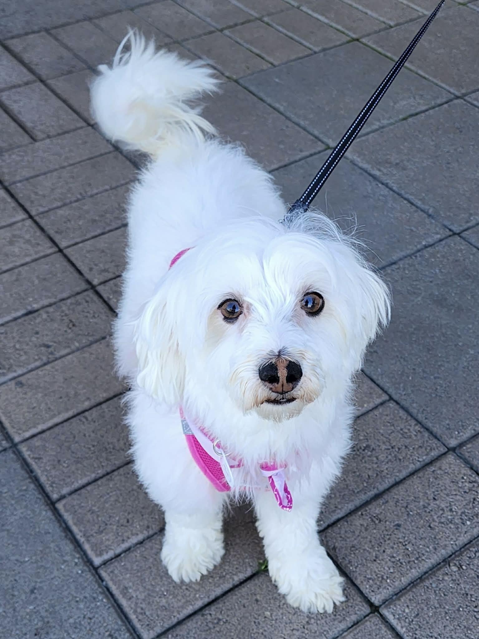 Enlarge Patsy, a Adoptable mixed breed in Corona Del Mar, CA image 2/5