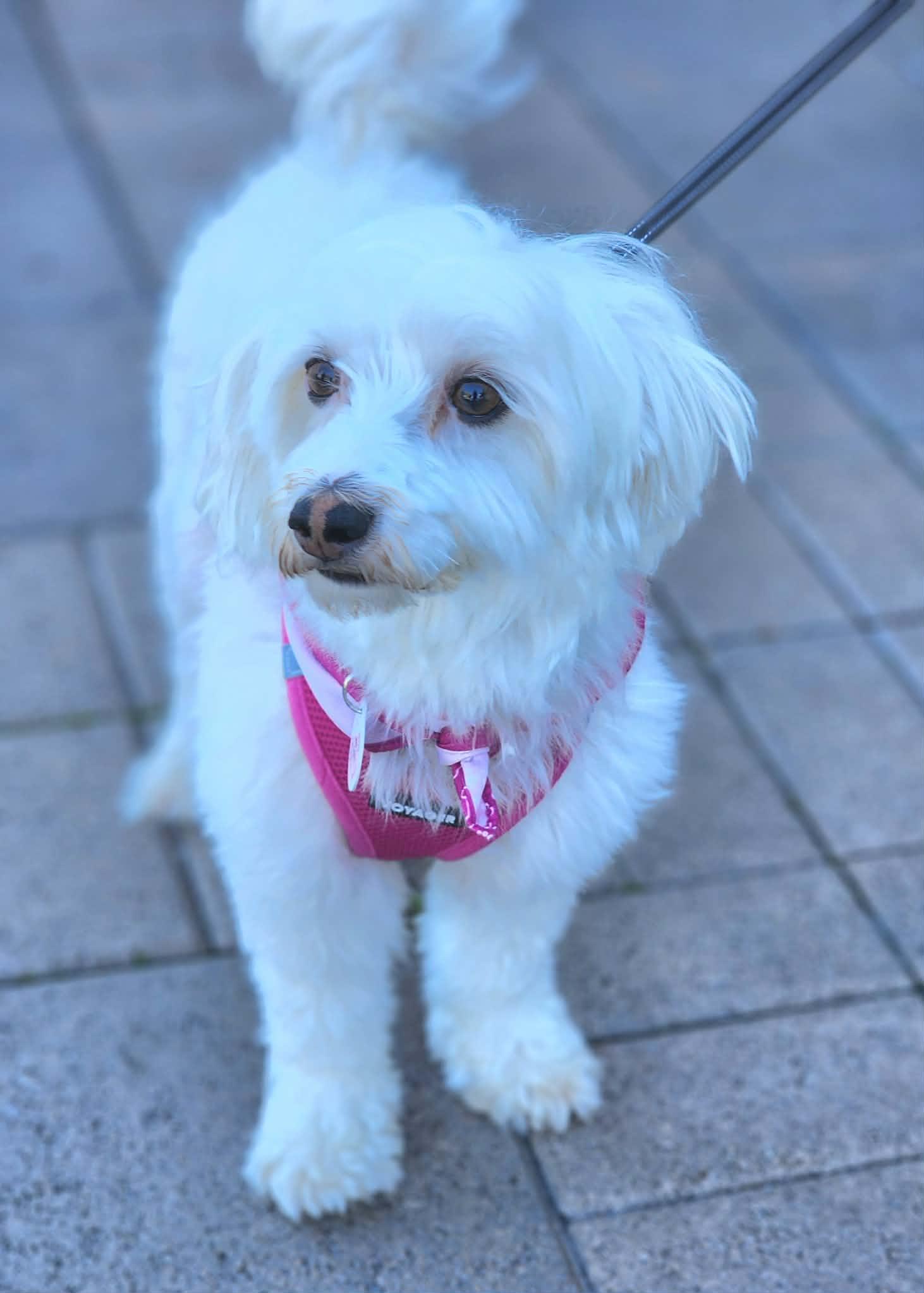 Enlarge Patsy, a Adoptable mixed breed in Corona Del Mar, CA image 3/5