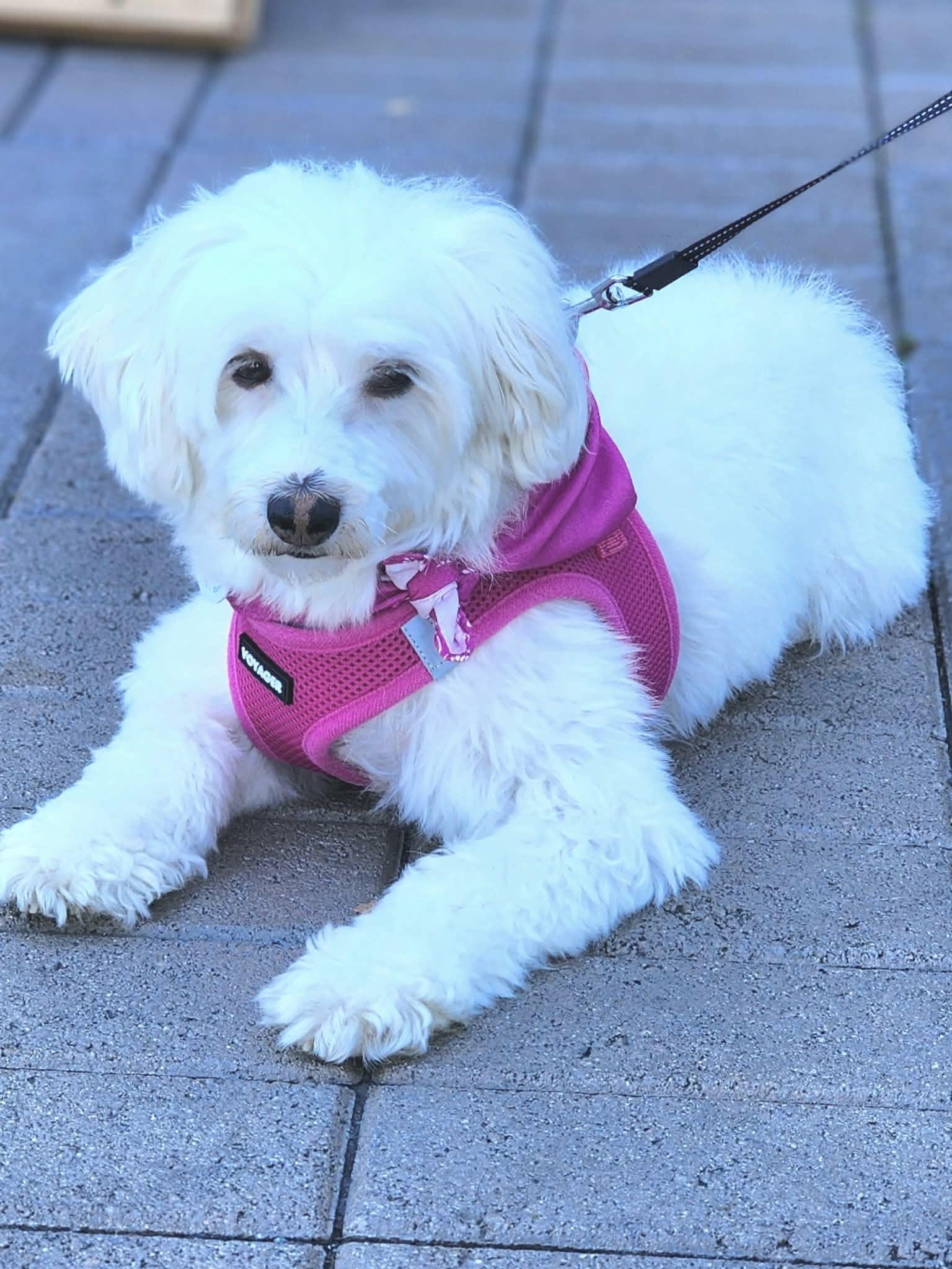 Enlarge Patsy, a Adoptable mixed breed in Corona Del Mar, CA image 4/5