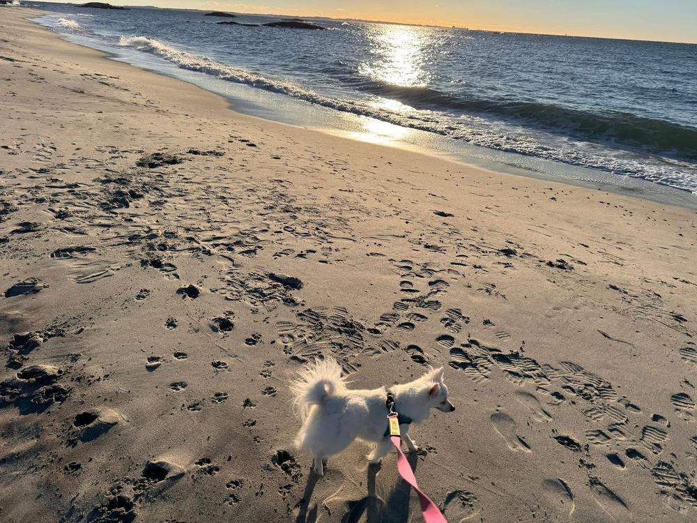Sugar, Adoptable, Young Female Spitz & Pomeranian.