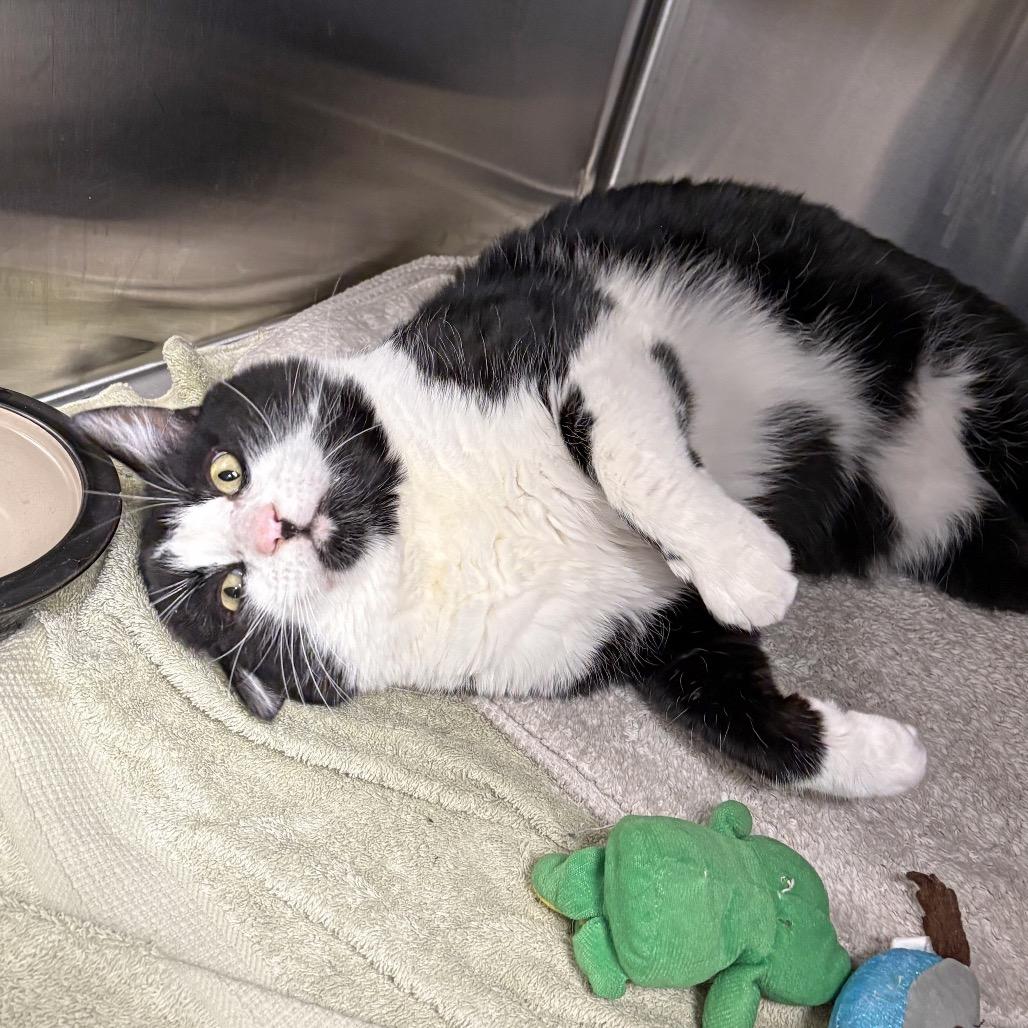 Sylvester, a Adoptable Domestic Short Hair in Hailey, ID image 1/4