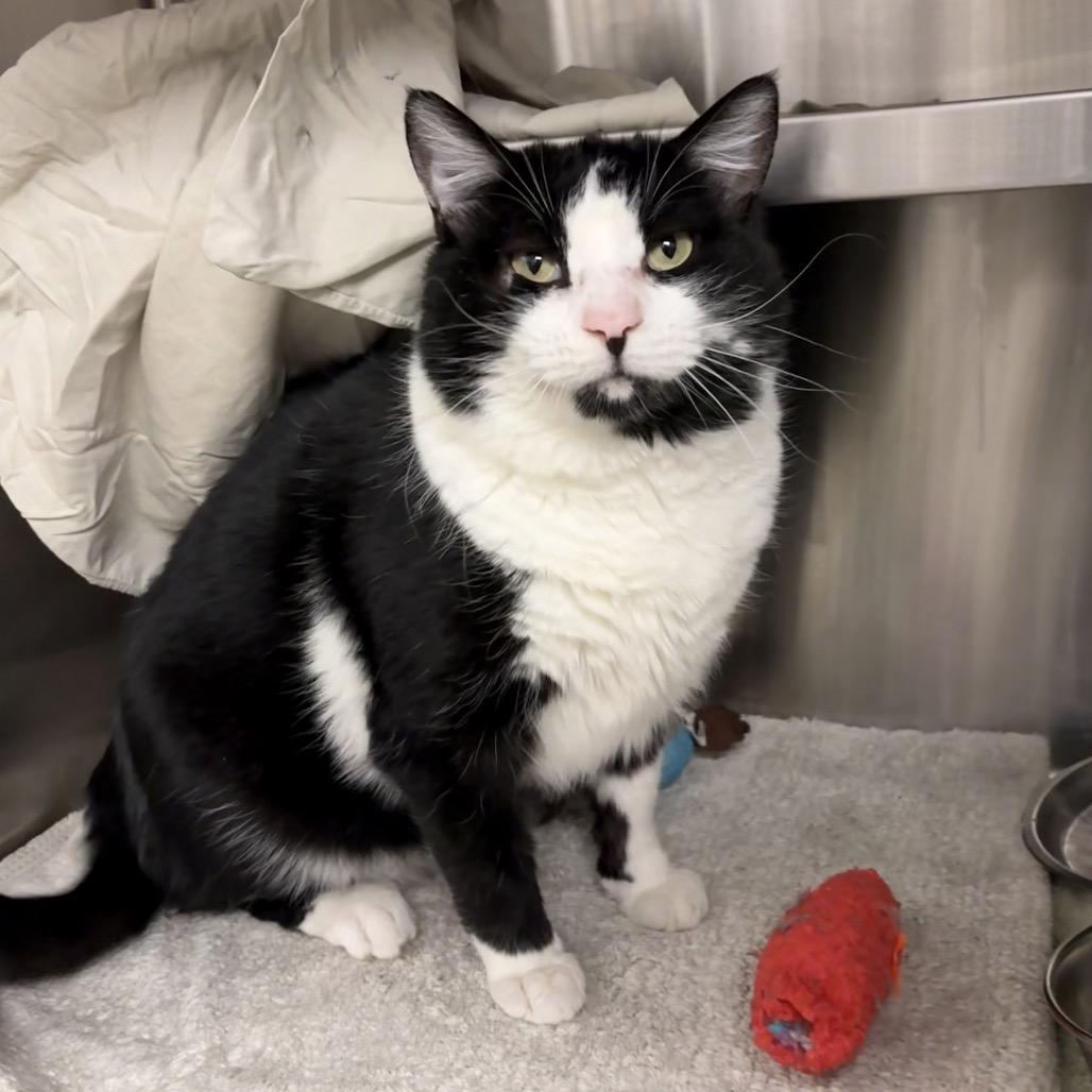 Sylvester, a Adoptable Domestic Short Hair in Hailey, ID image 2/4