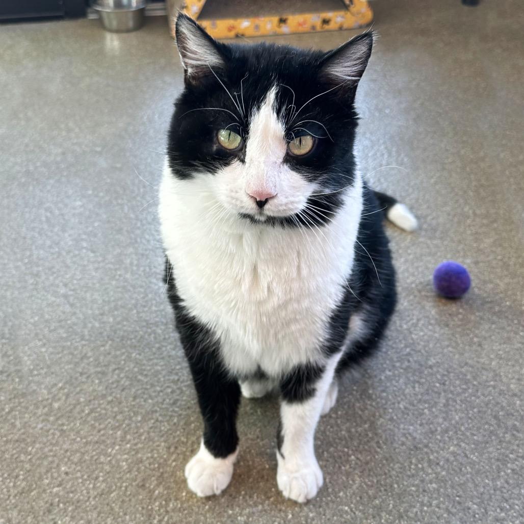 Sylvester, a Adoptable Domestic Short Hair in Hailey, ID image 3/4