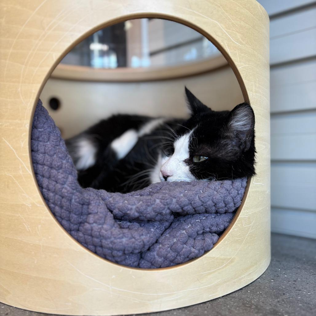 Sylvester, a Adoptable Domestic Short Hair in Hailey, ID image 4/4