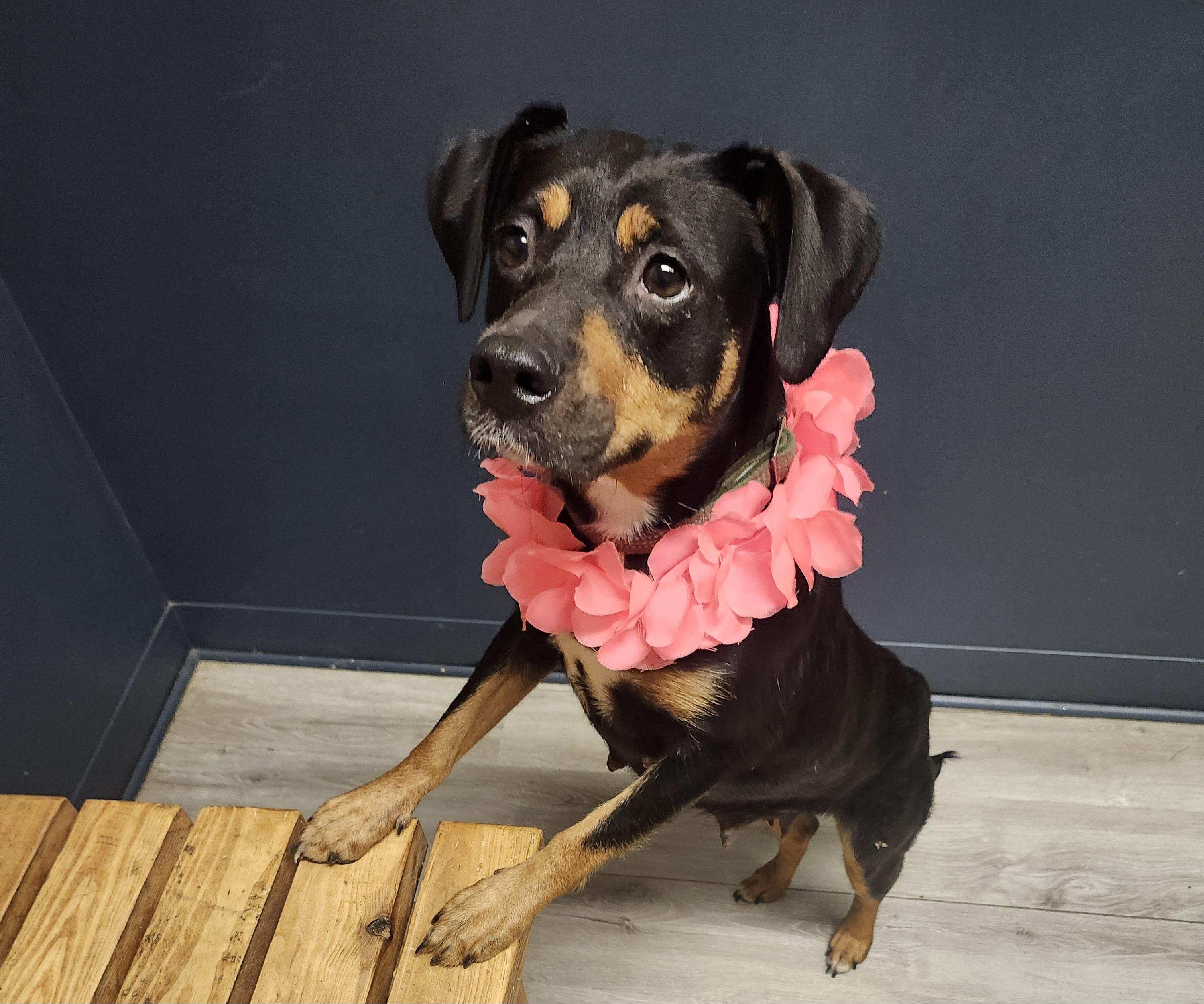 Enlarge Coco Puffs, an adopted mixed breed in Mansfield, OH image 3/4