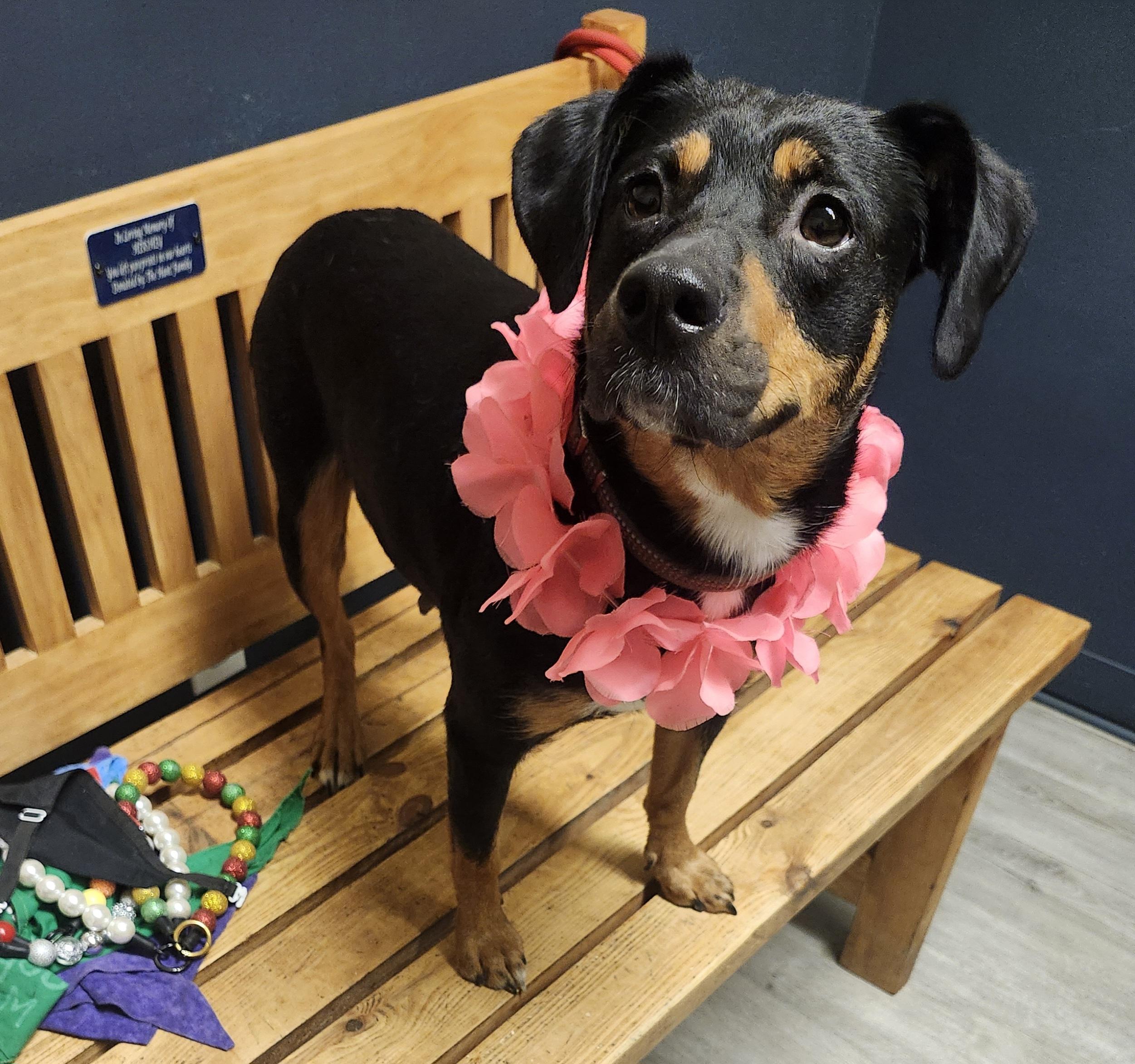 Enlarge Coco Puffs, an adopted mixed breed in Mansfield, OH image 2/4