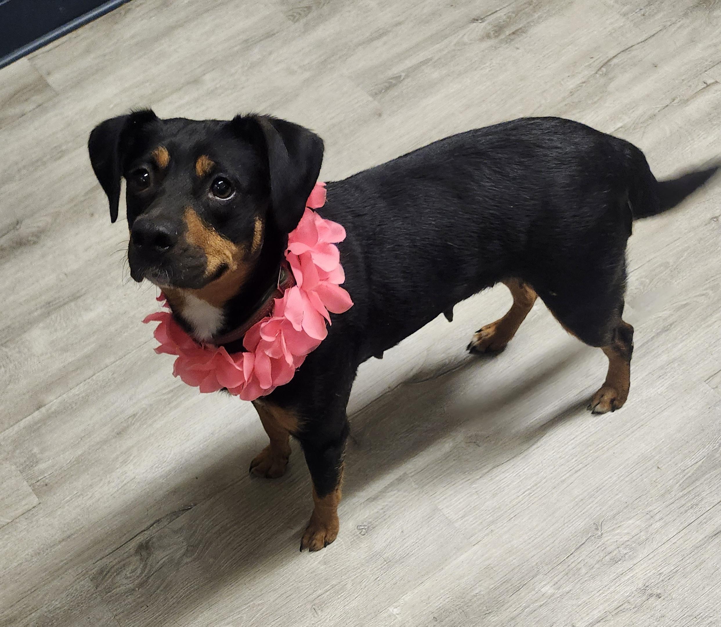 Coco Puffs, adopted, Young Female Fox Terrier & Miniature Pinscher.