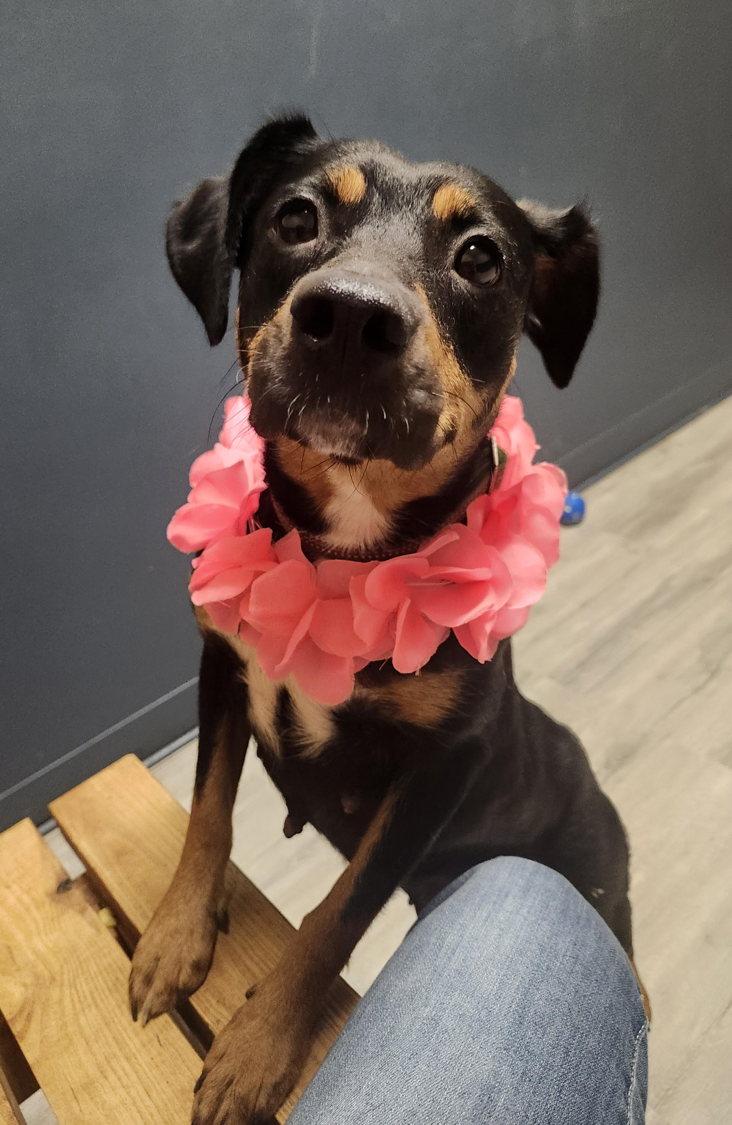 Enlarge Coco Puffs, an adopted mixed breed in Mansfield, OH image 4/4