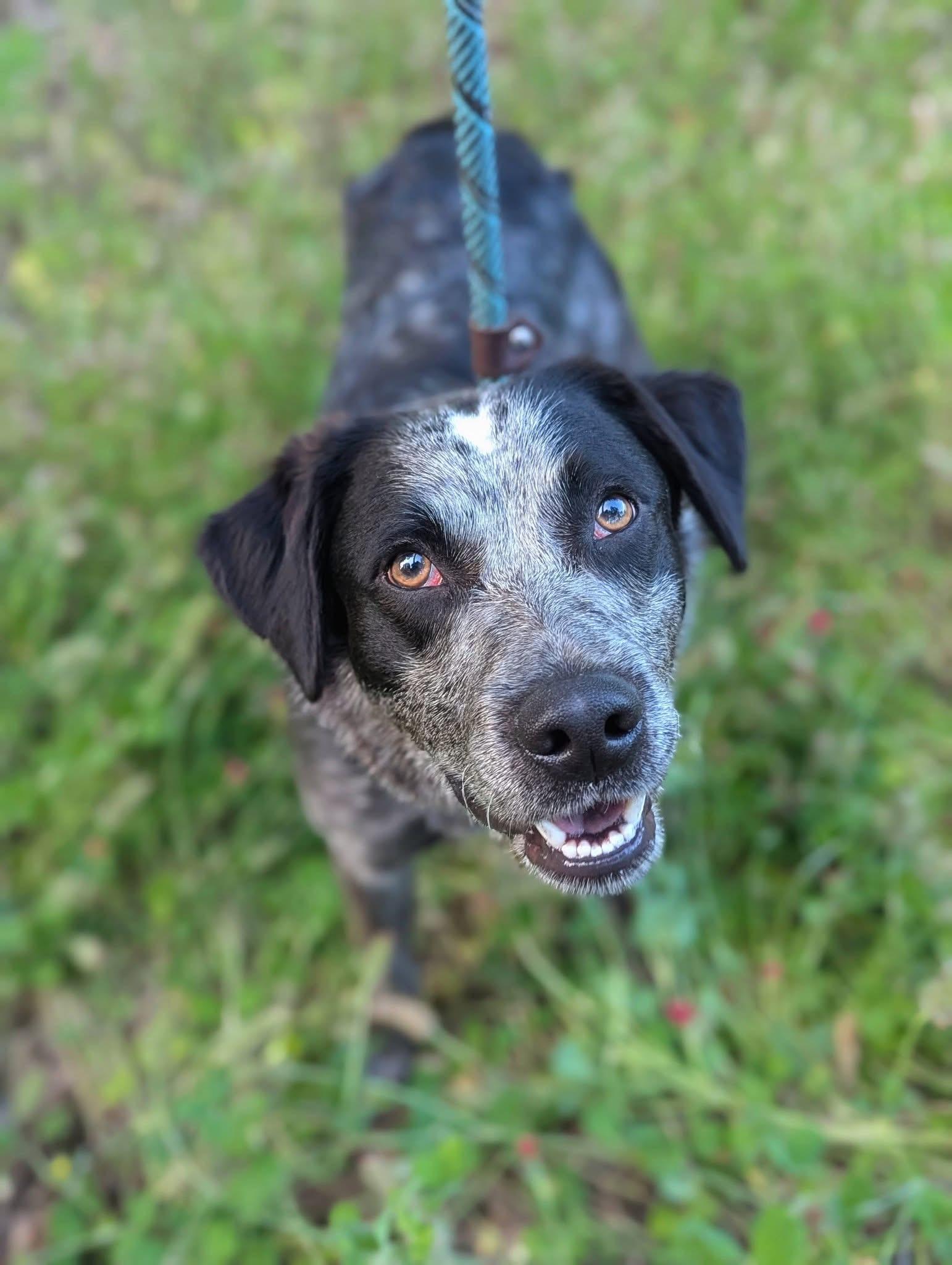 Grayson, a ADOPTABLE Australian Cattle Dog / Blue Heeler in Mendham, NJ image 2/3