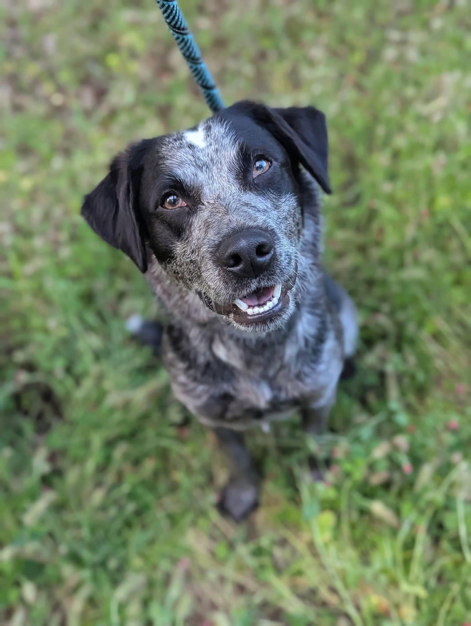 Grayson, a ADOPTABLE Australian Cattle Dog / Blue Heeler in Mendham, NJ image 3/3