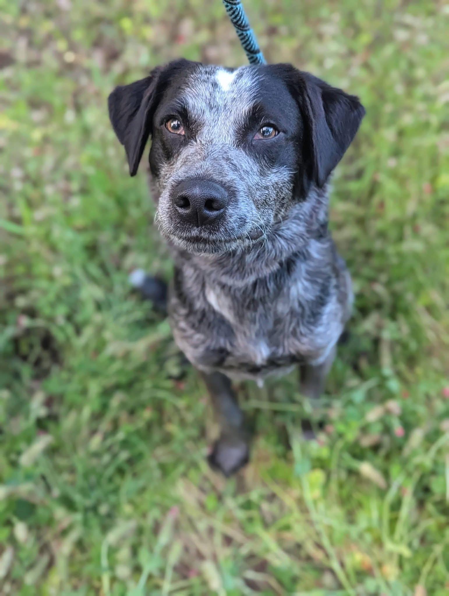 Grayson, ADOPTABLE, Adult Male Australian Cattle Dog / Blue Heeler.