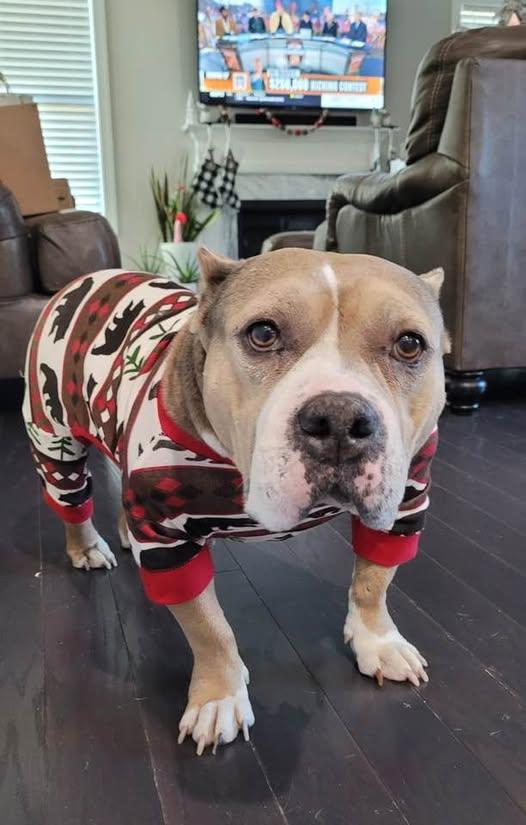 Rose, a Adoptable Pit Bull Terrier in Dunn, NC image 1/2