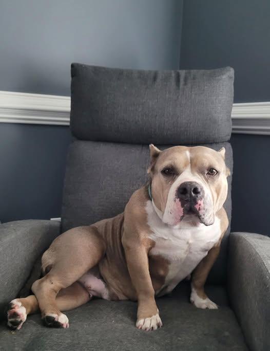 Rose, a Adoptable Pit Bull Terrier in Dunn, NC image 2/2