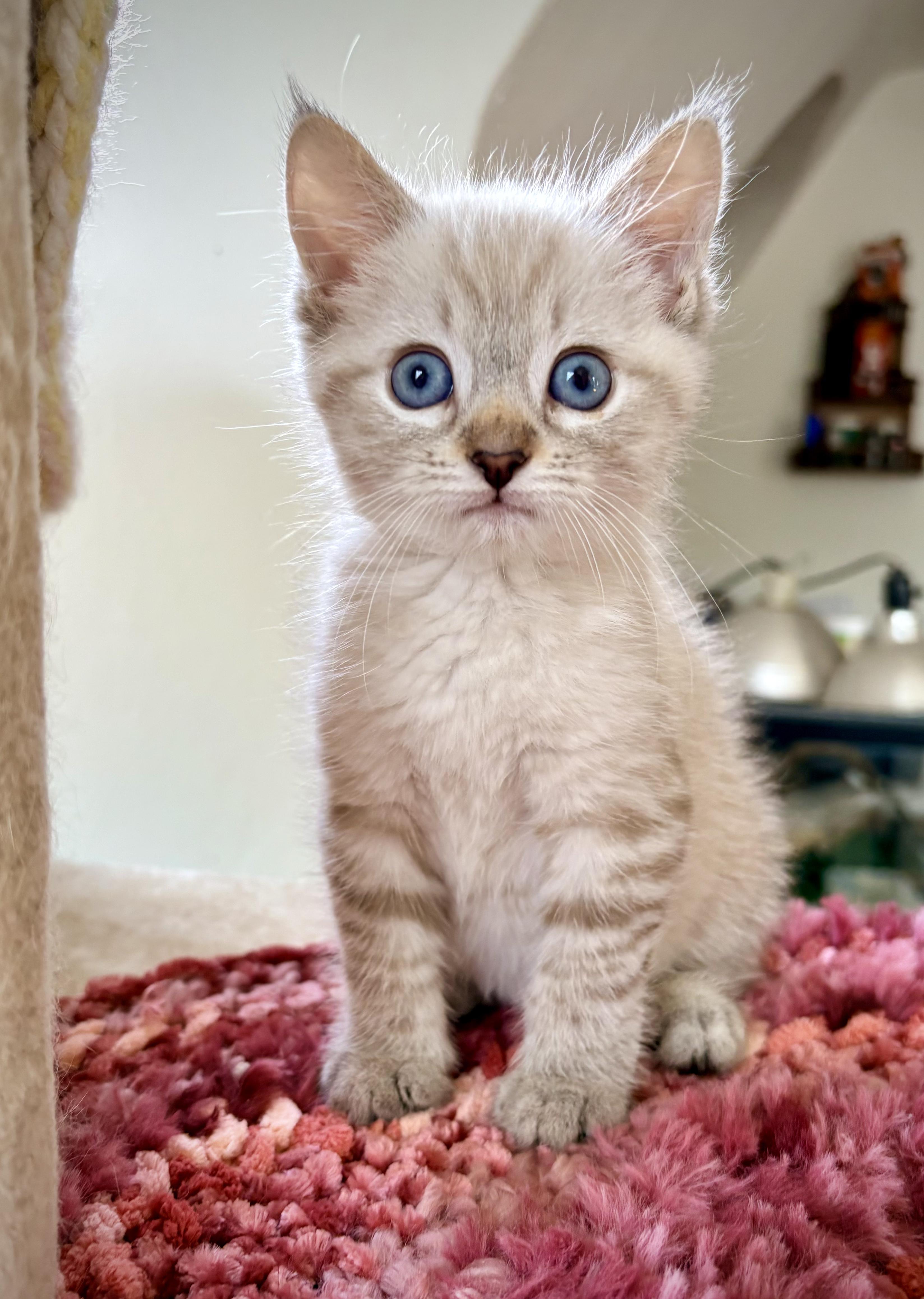 Buster - In Foster, adopted, Kitten Male Siamese.