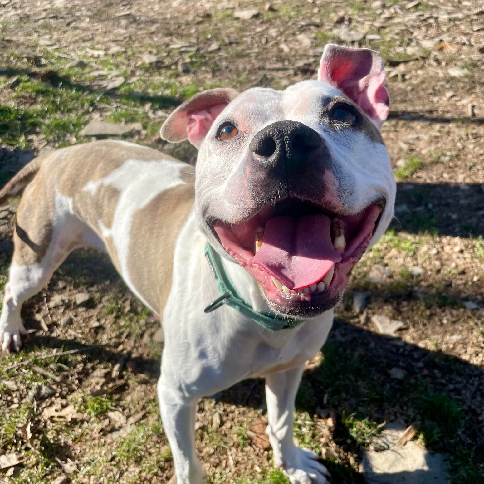 Sammy, Adoptable, Senior Female Mixed Breed.