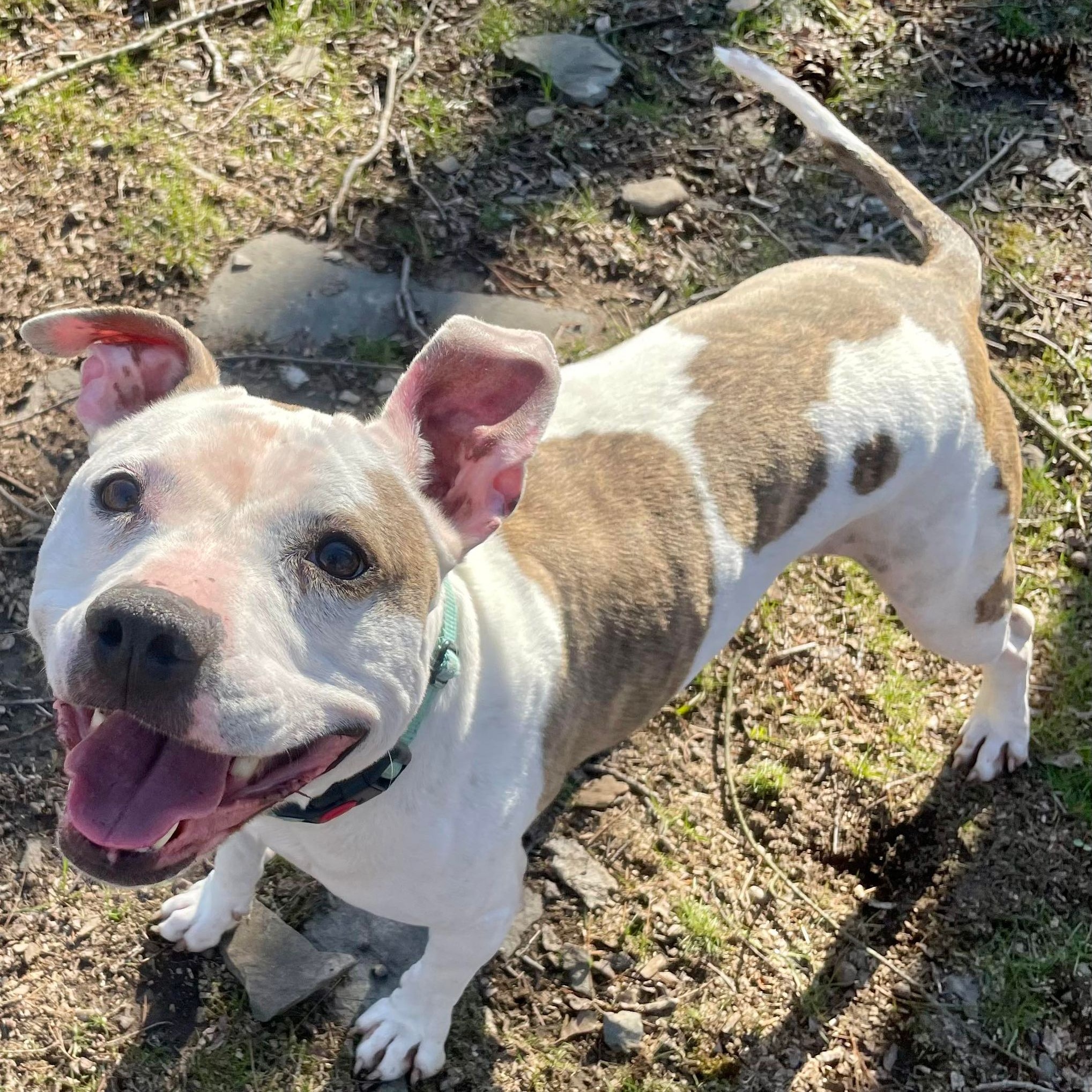 Enlarge Sammy, a Adoptable mixed breed in Saugerties, NY image 9/9