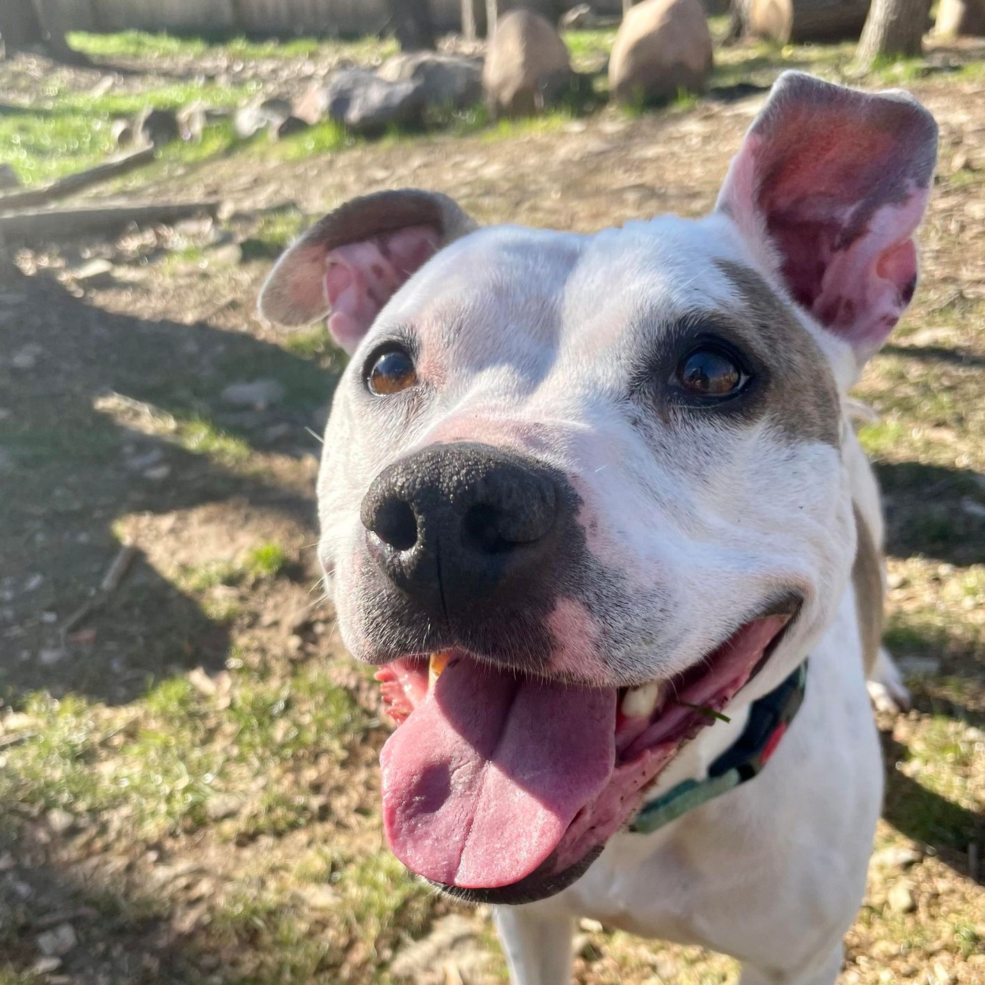 Enlarge Sammy, a Adoptable mixed breed in Saugerties, NY image 8/9