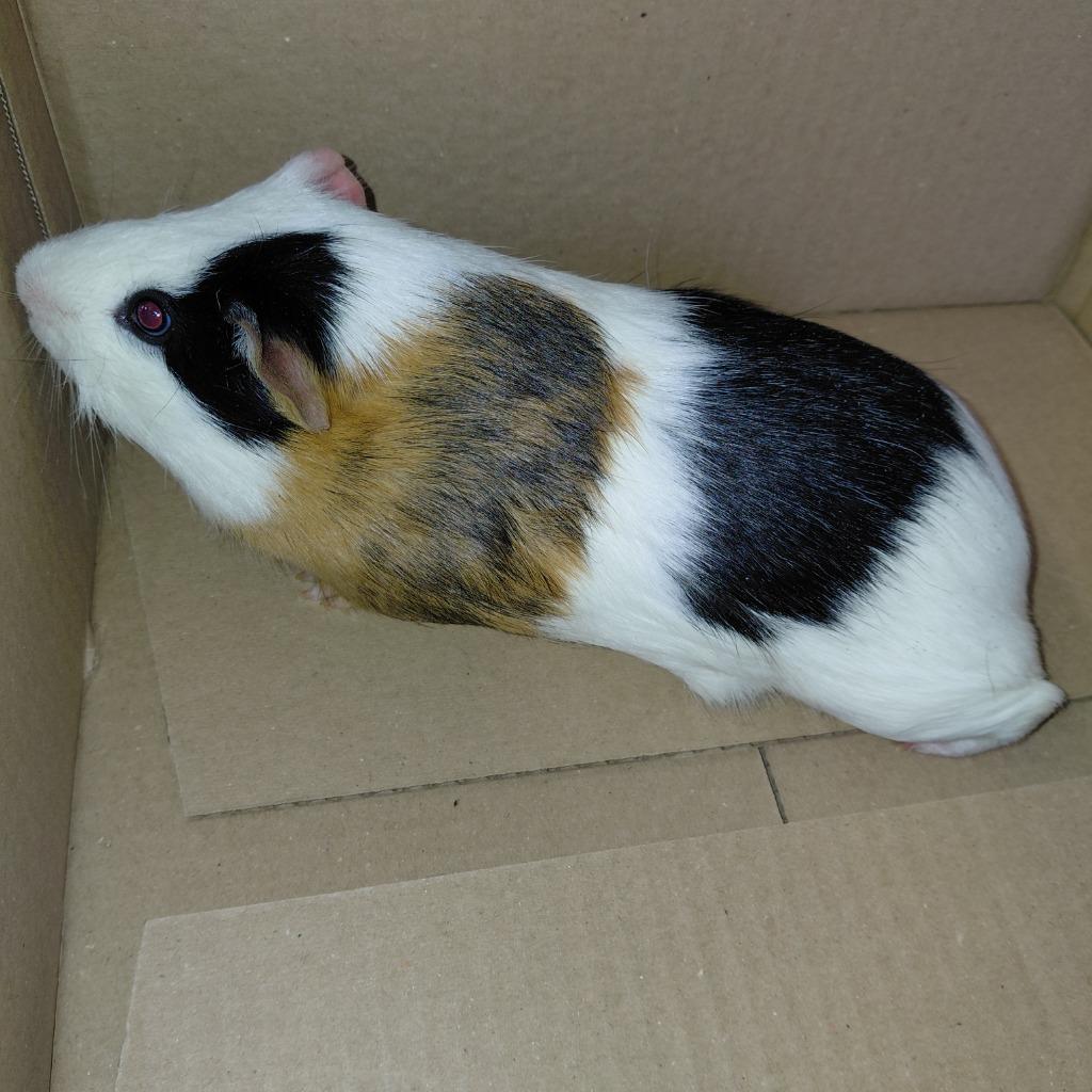 Gwen, Adoptable, Young Male Guinea Pig.