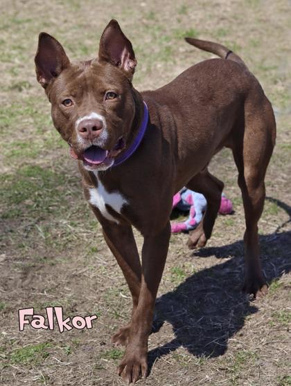 Falkor photo 3