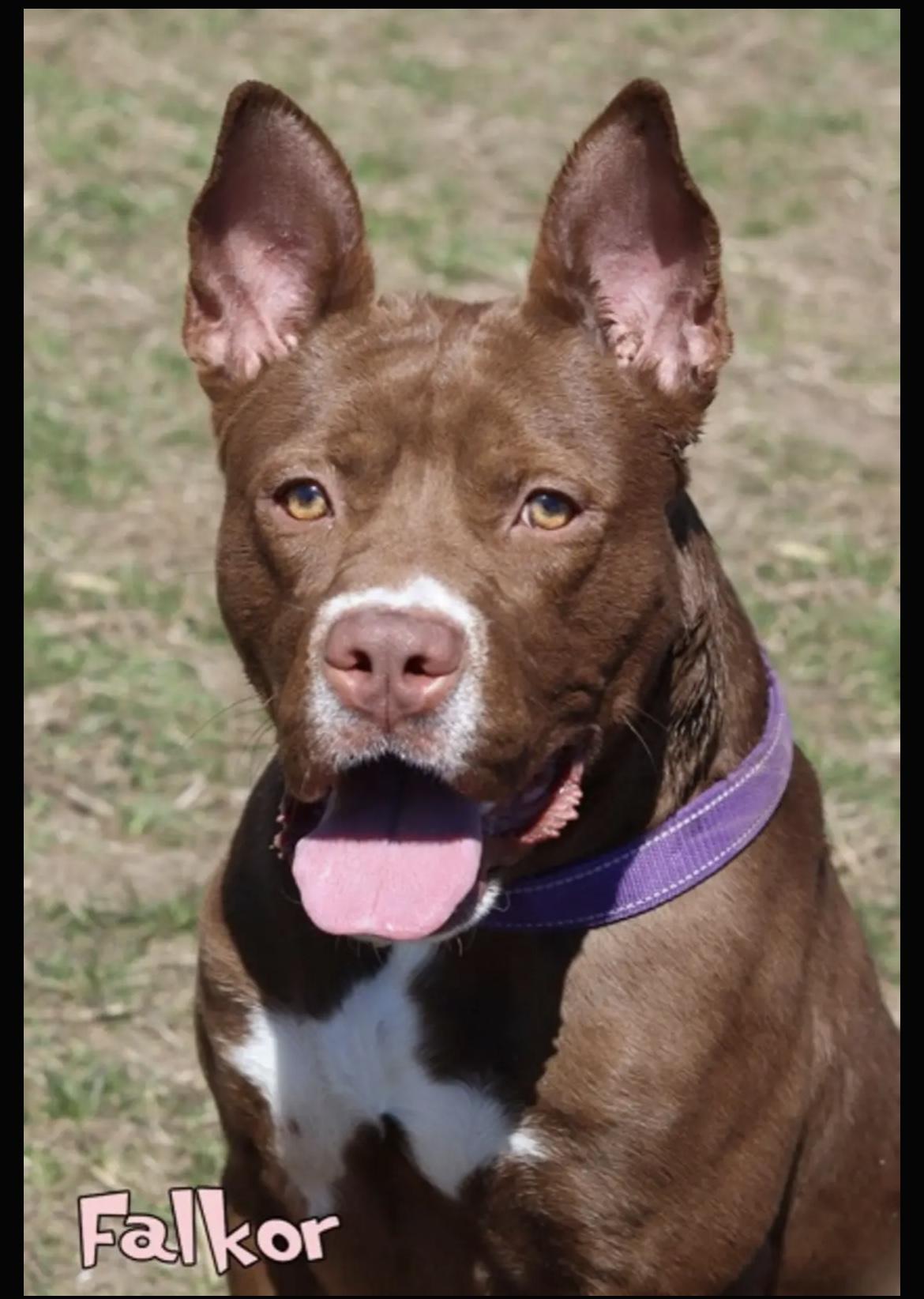 Falkor, Young Male Pit Bull Terrier