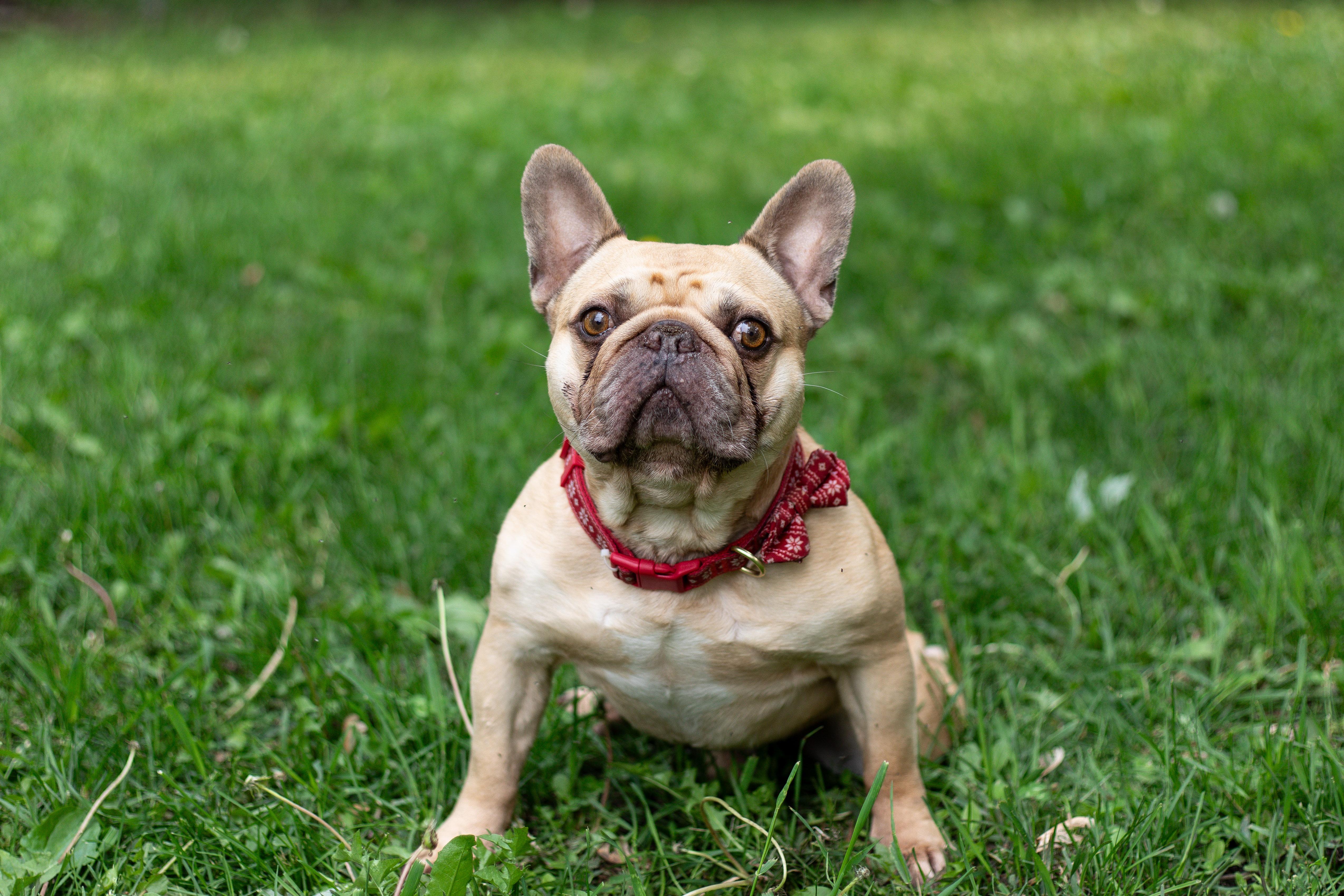 Oliver