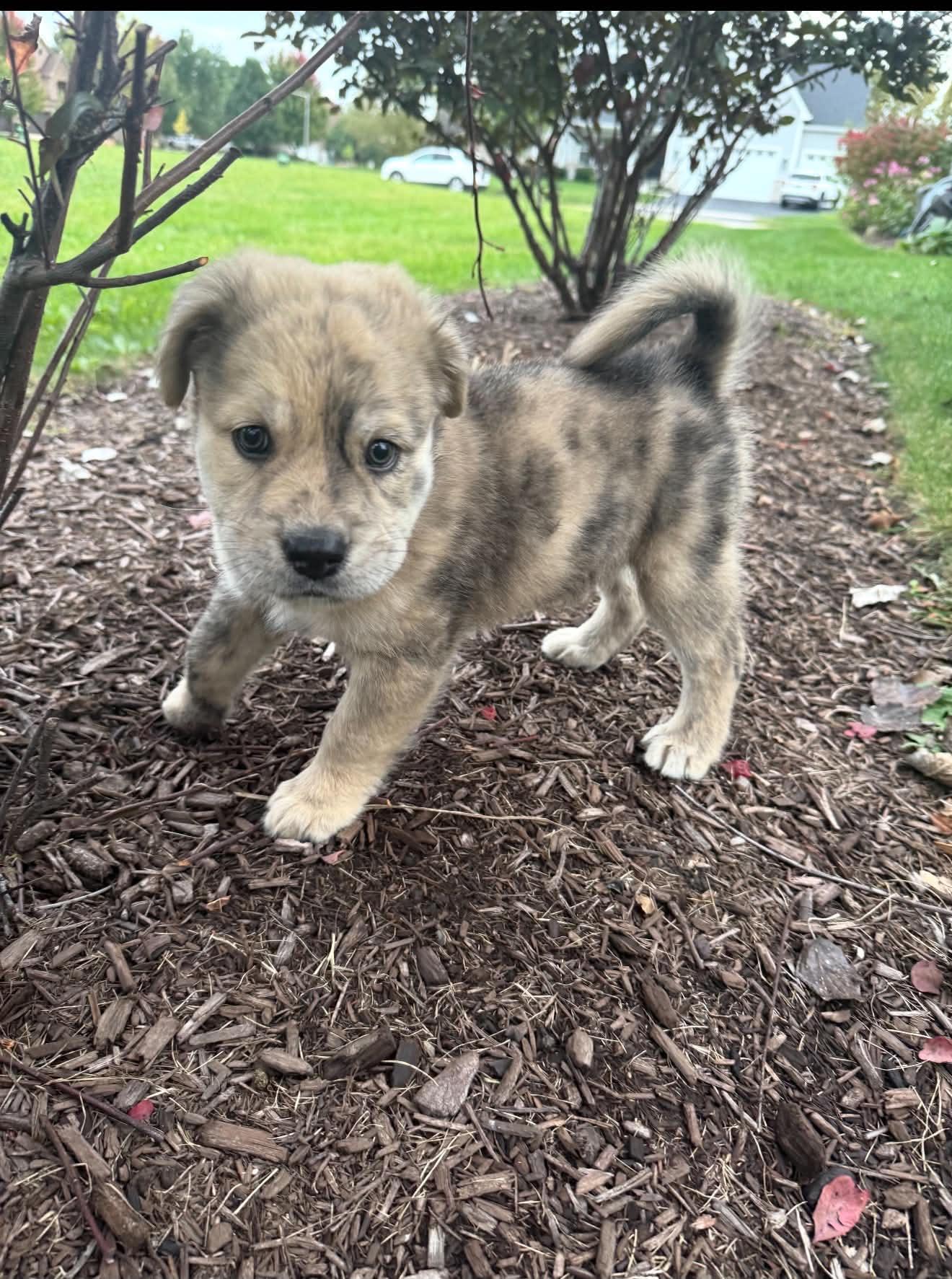 Nell, Adoptable, Puppy Female Mastiff & Terrier.