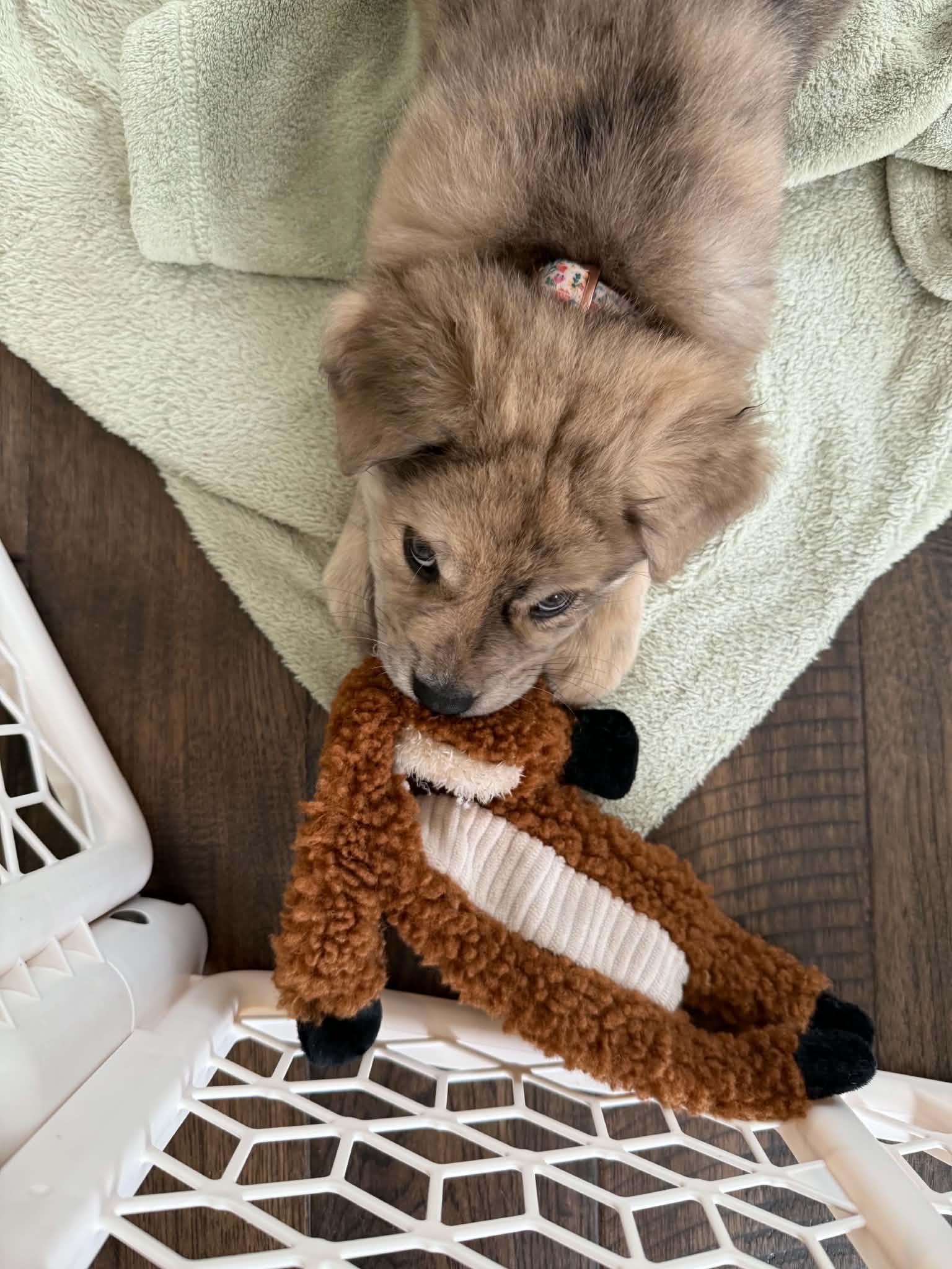Enlarge Nell, a Adoptable mixed breed in South Elgin, IL image 3/3