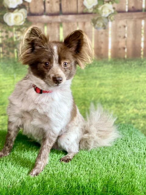 Cider, Adopted, Young Male Pomeranian.