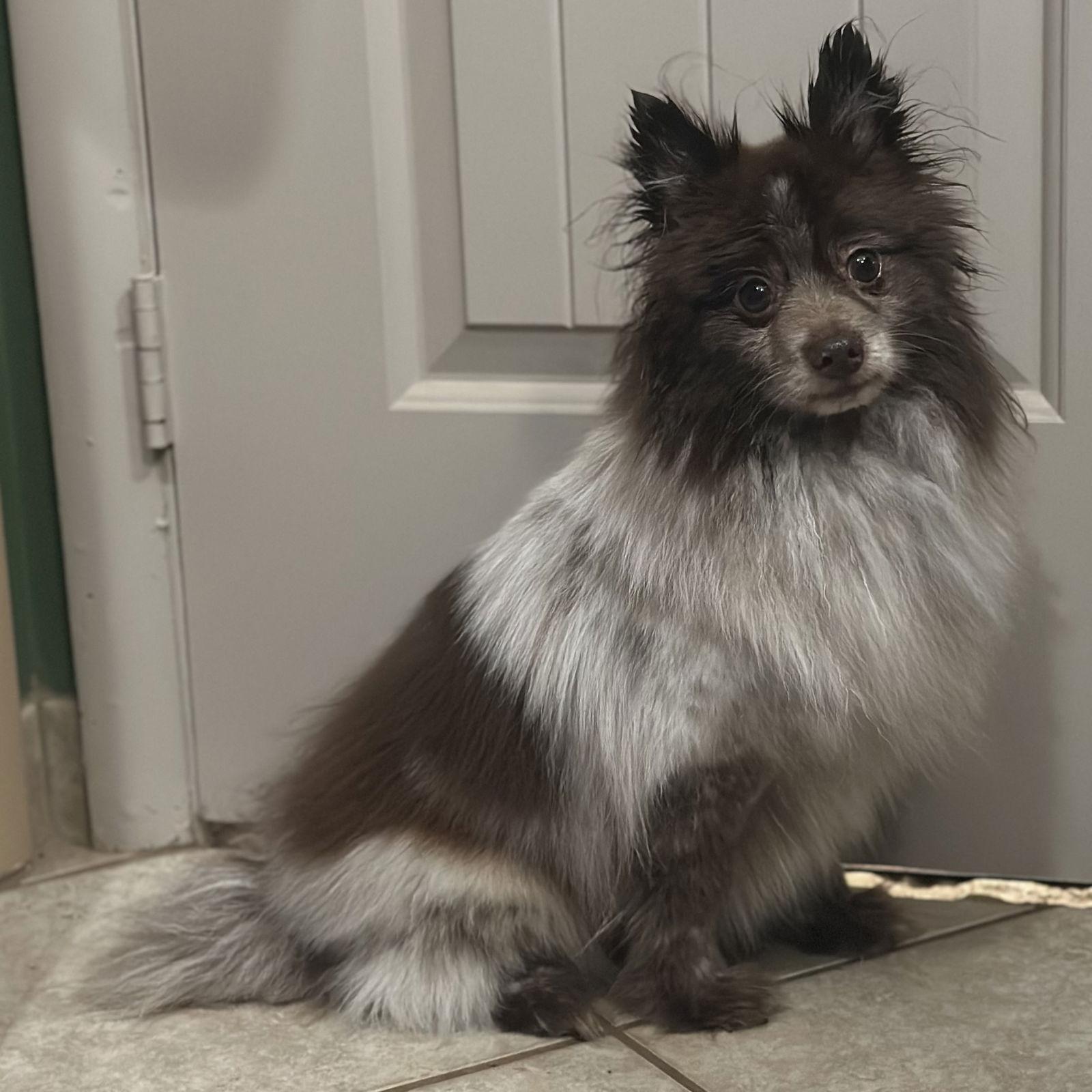 Enlarge Cider, a Adopted Pomeranian in Garland, TX image 2/3