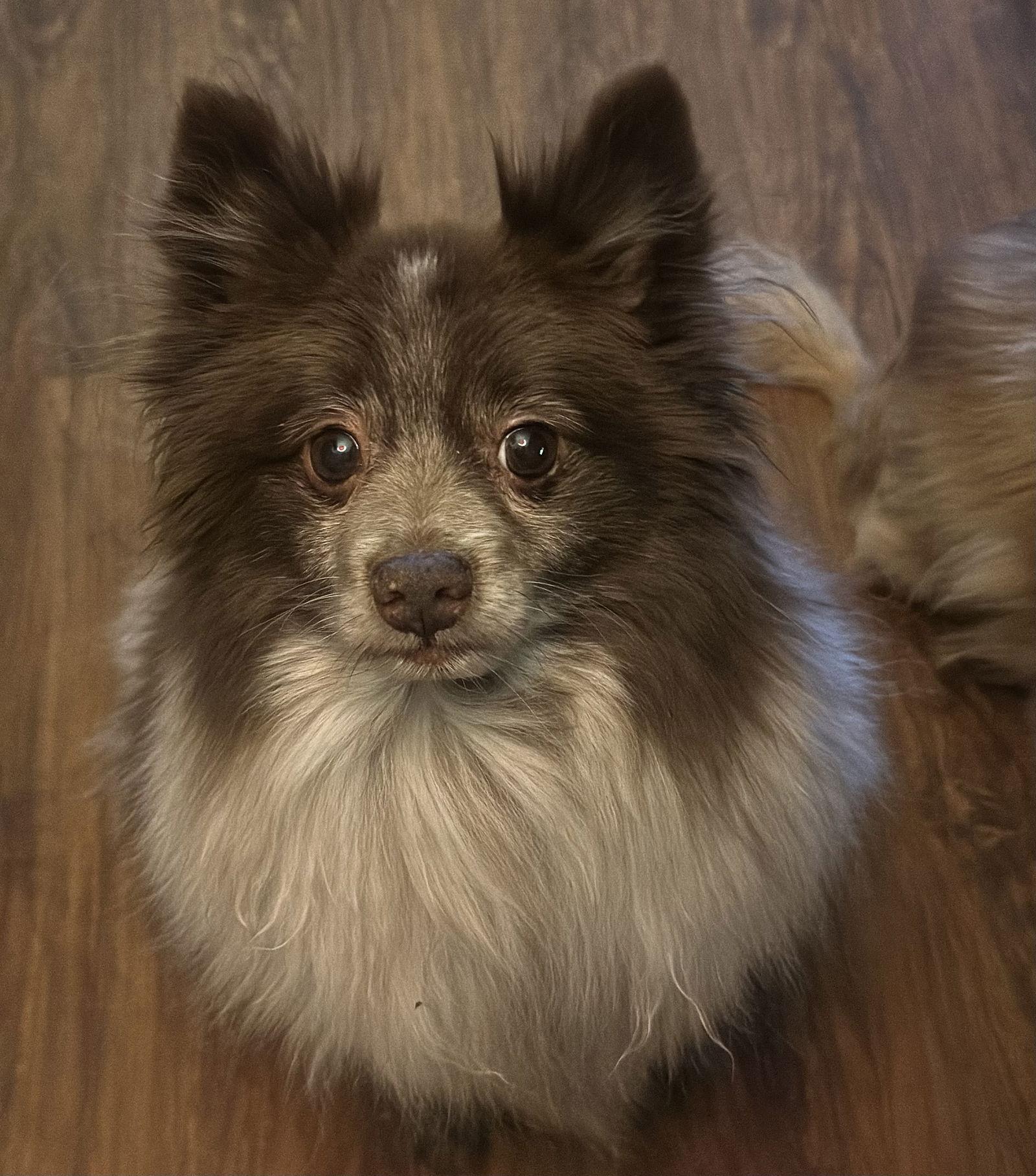 Enlarge Cider, a Adopted Pomeranian in Garland, TX image 3/3