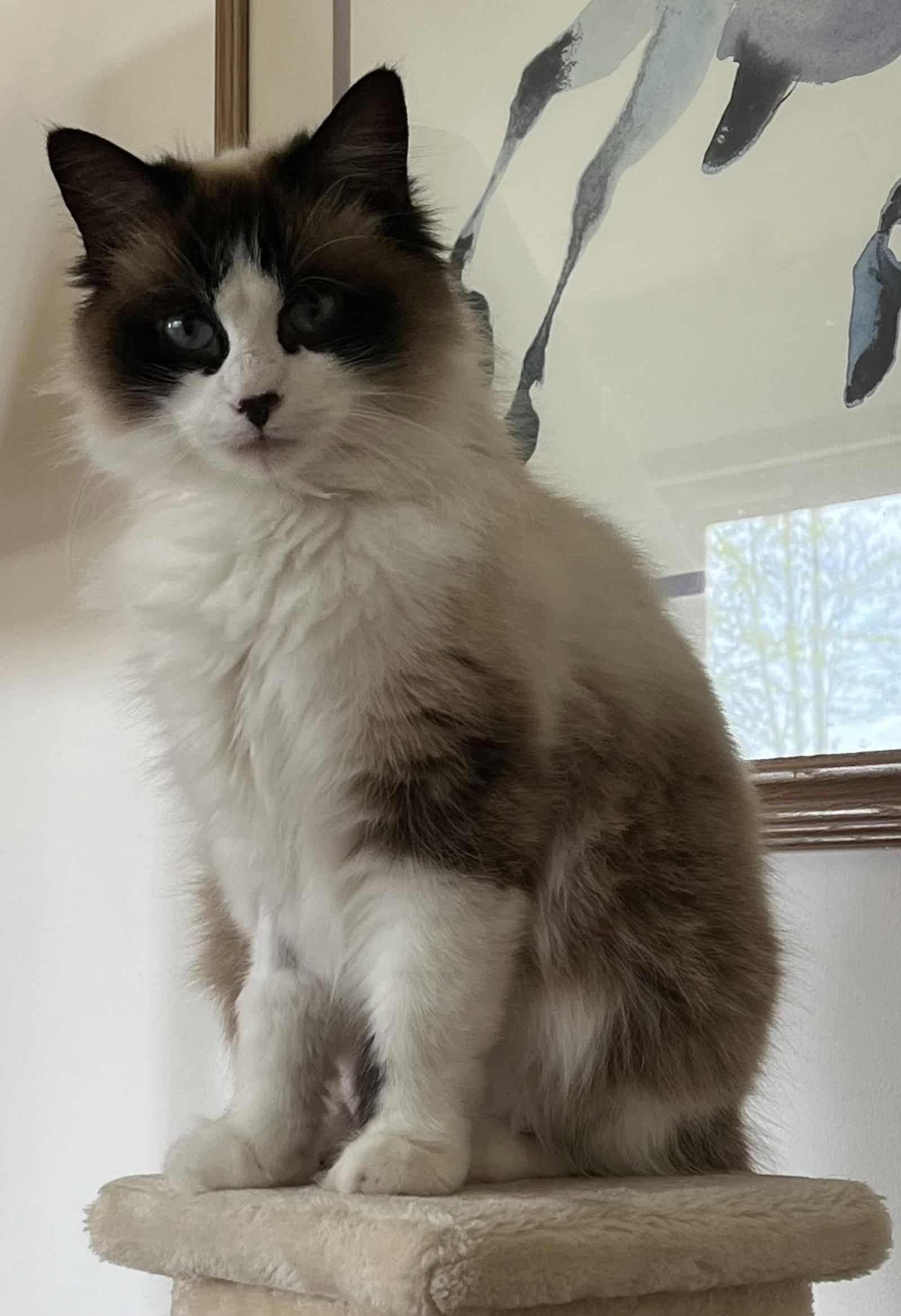 Enlarge Terra, a Adoptable mixed breed in Pinckney, MI image 1/2