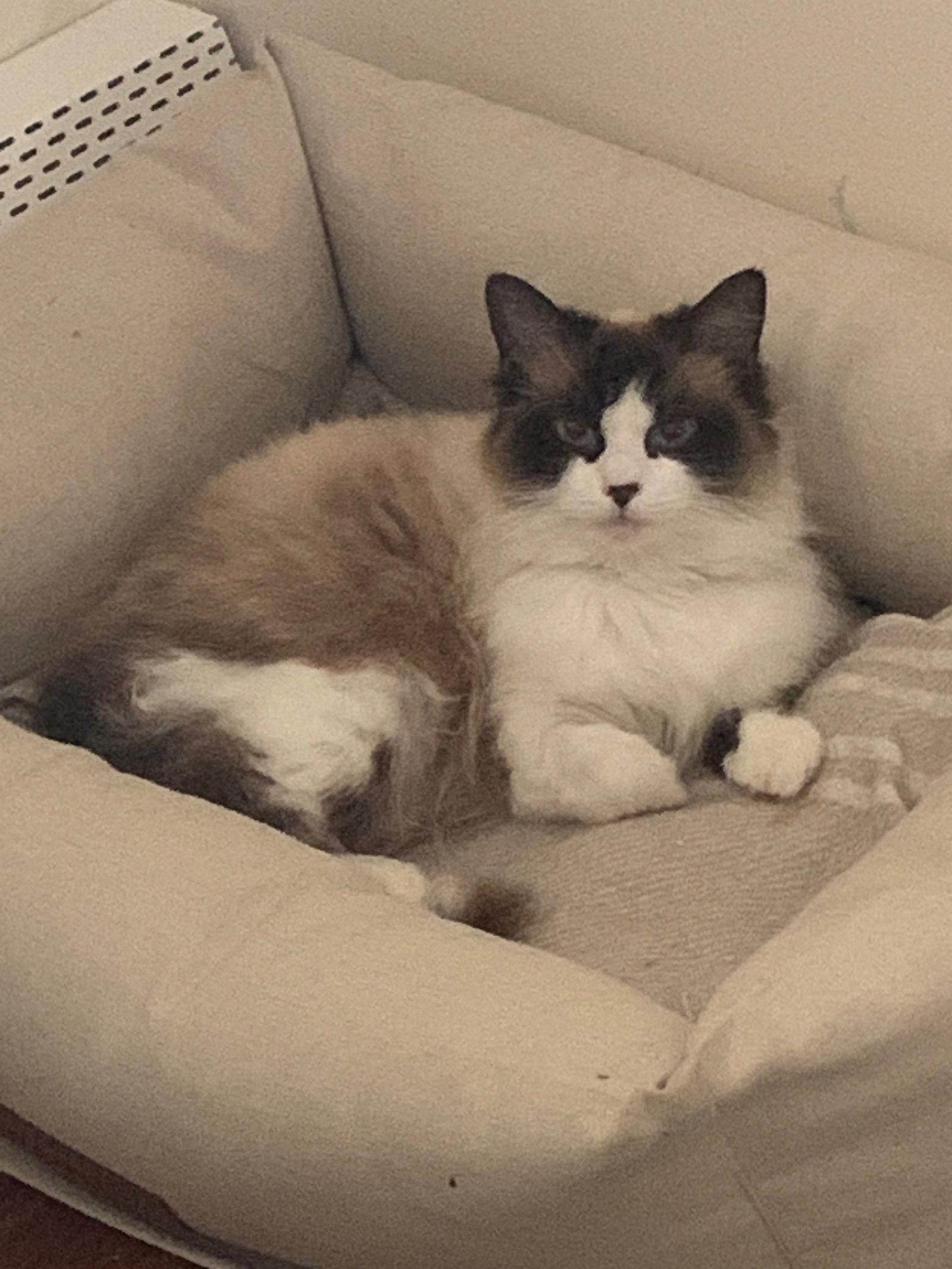 Enlarge Terra, a Adoptable mixed breed in Pinckney, MI image 2/2