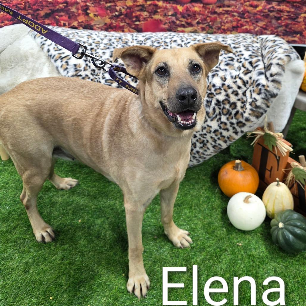 Elena Jum thumbnail 3