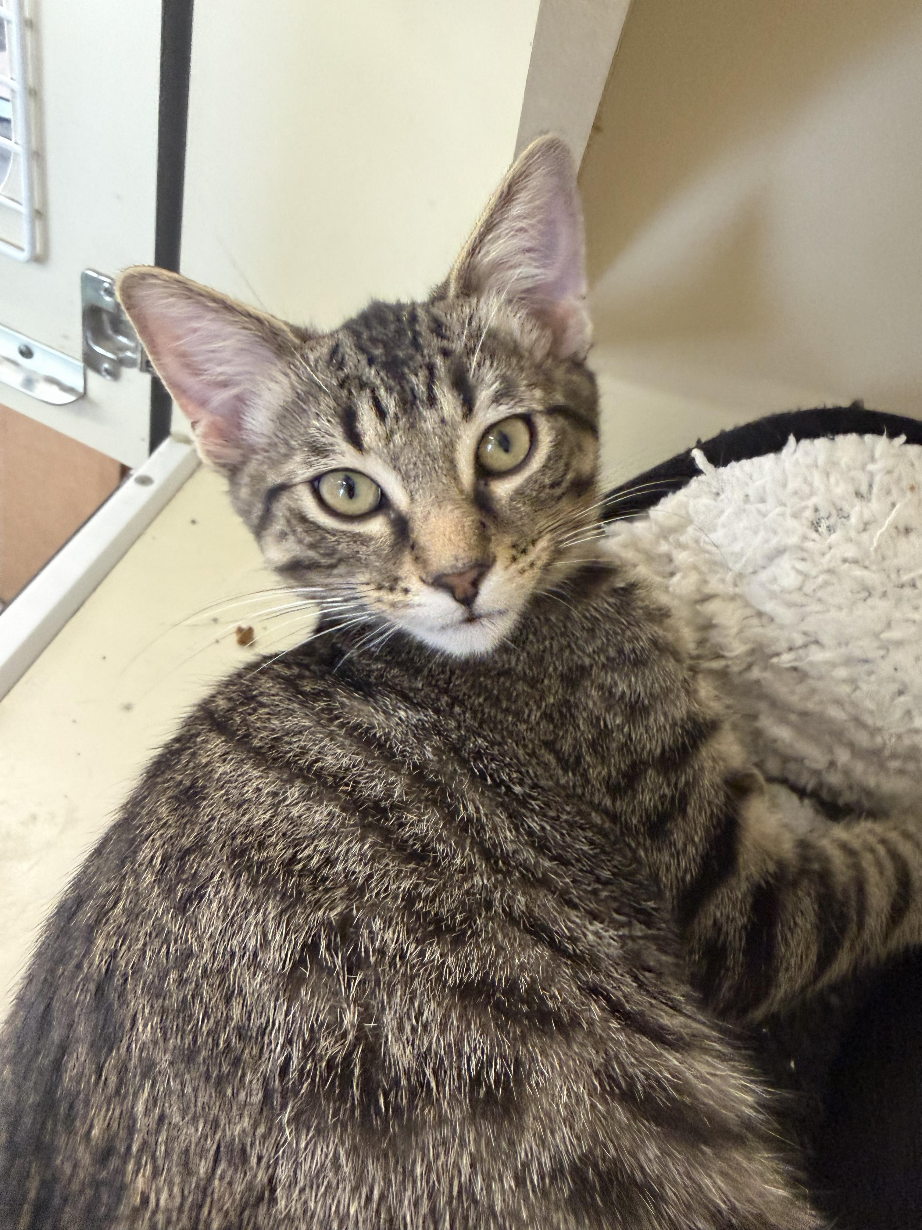 SOUNDWAVE, Adoptable, Young Male Domestic Short Hair.