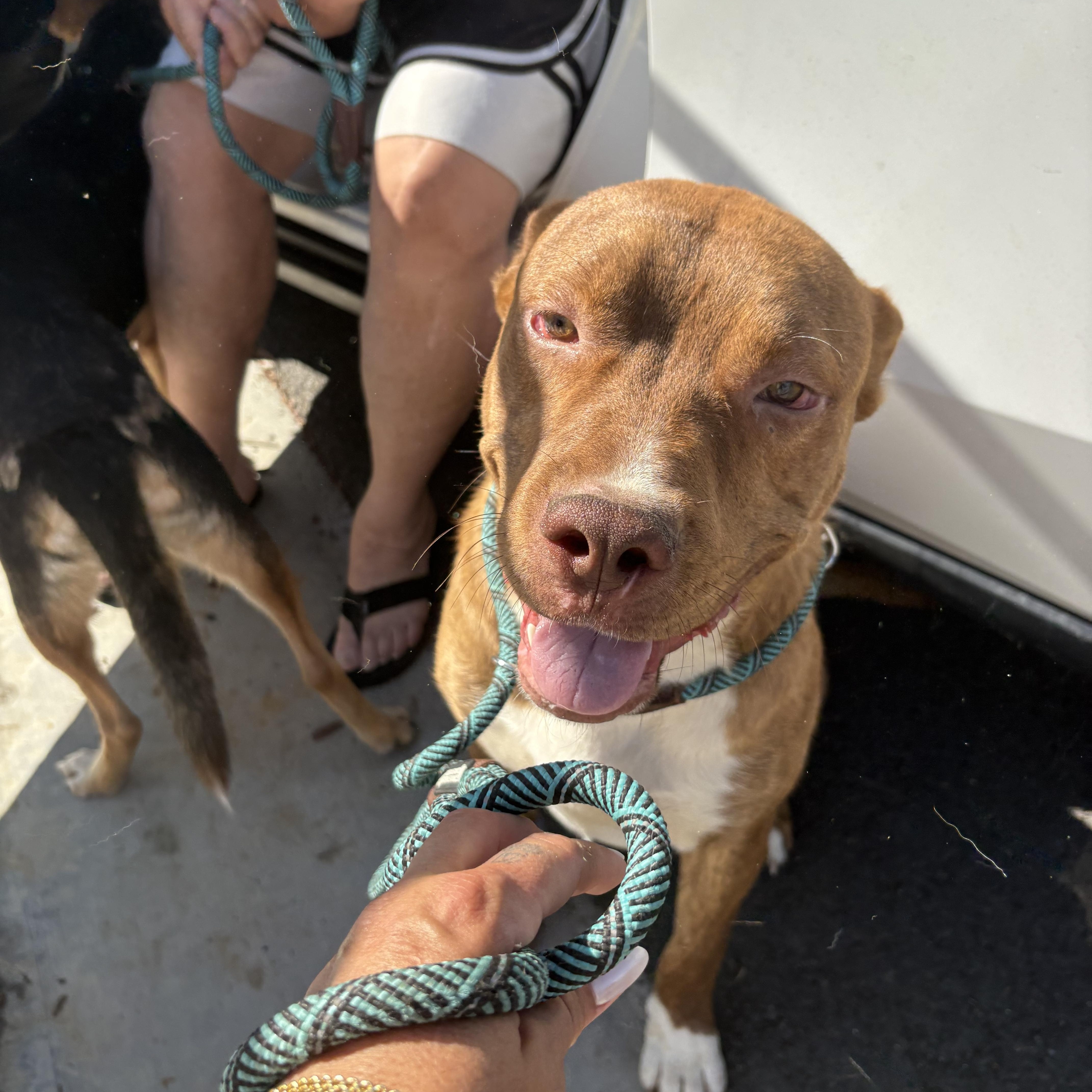 THEO, Adoptable, Adult Male Pit Bull Terrier.