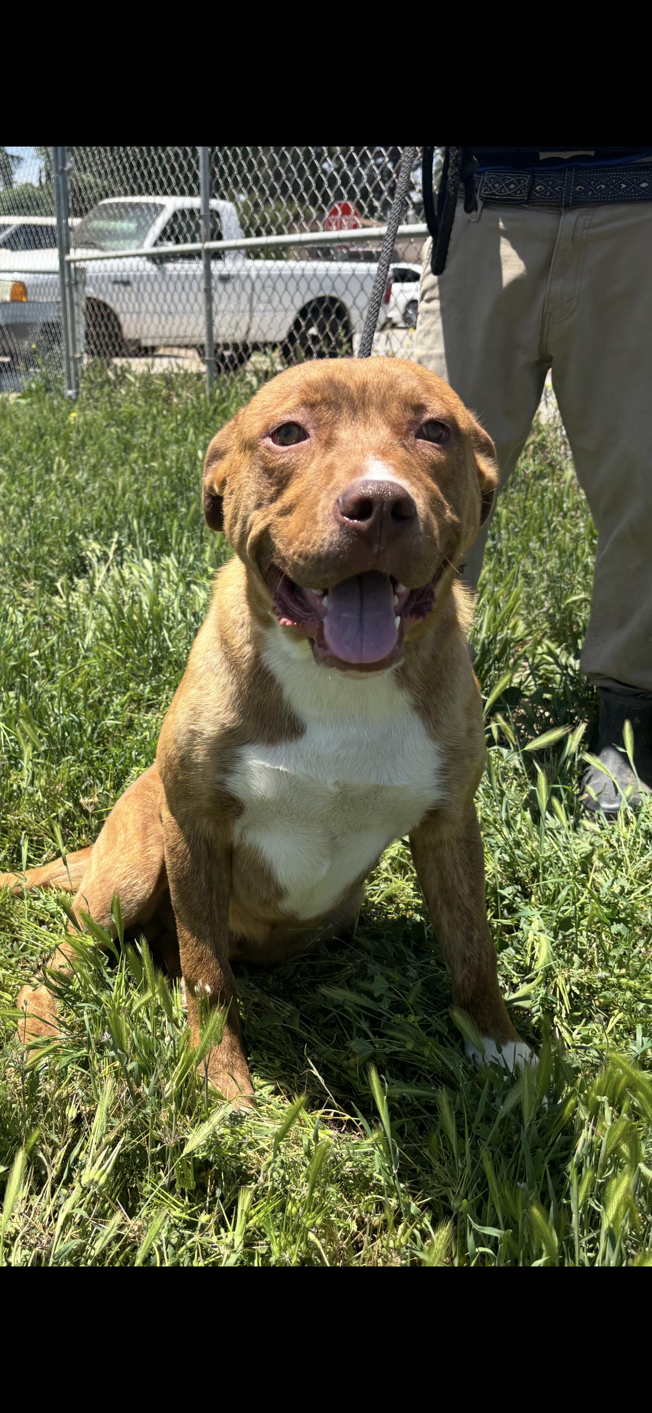 THEO, a Adoptable Pit Bull Terrier in Seattle , WA image 6/6