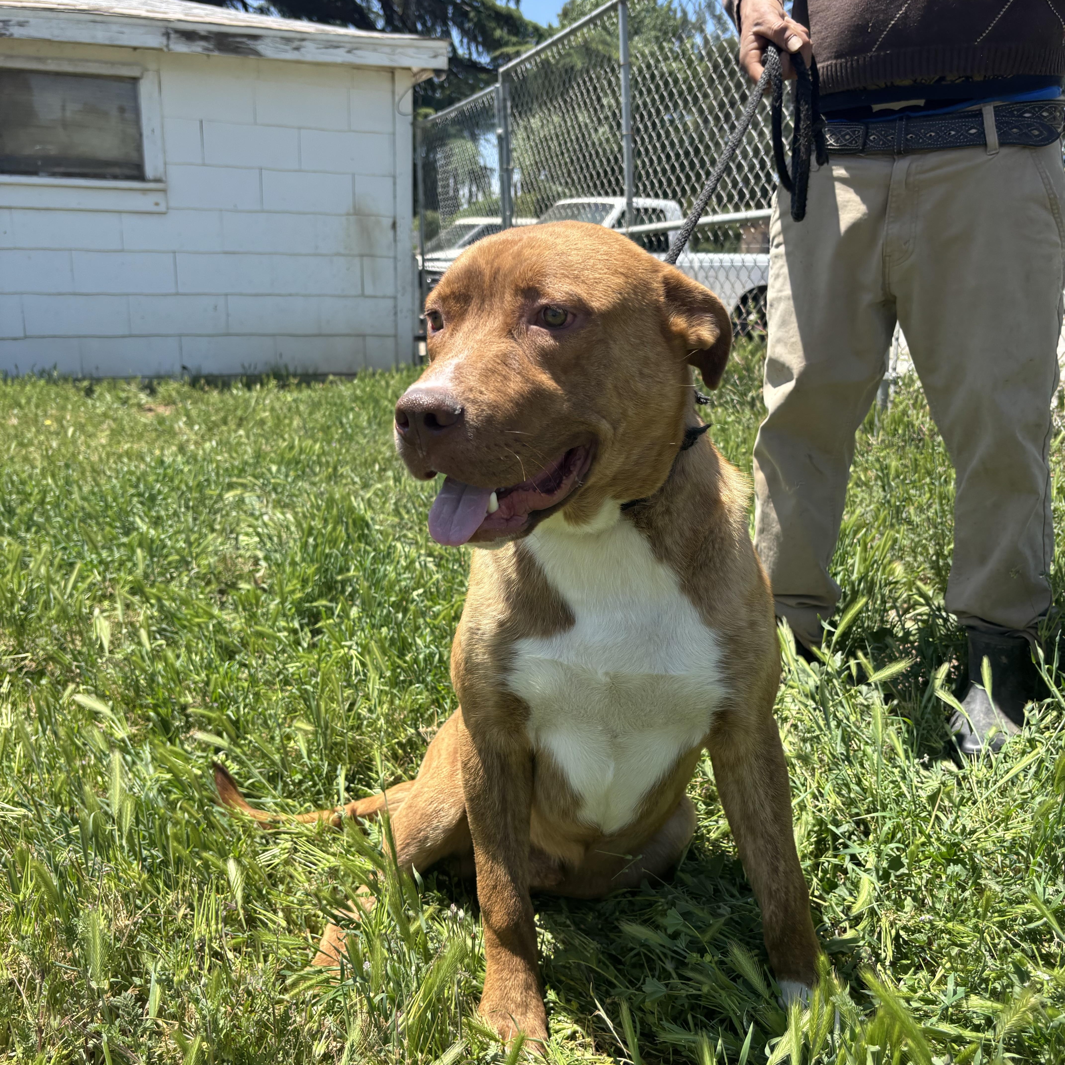 THEO, a Adoptable Pit Bull Terrier in Seattle , WA image 4/6