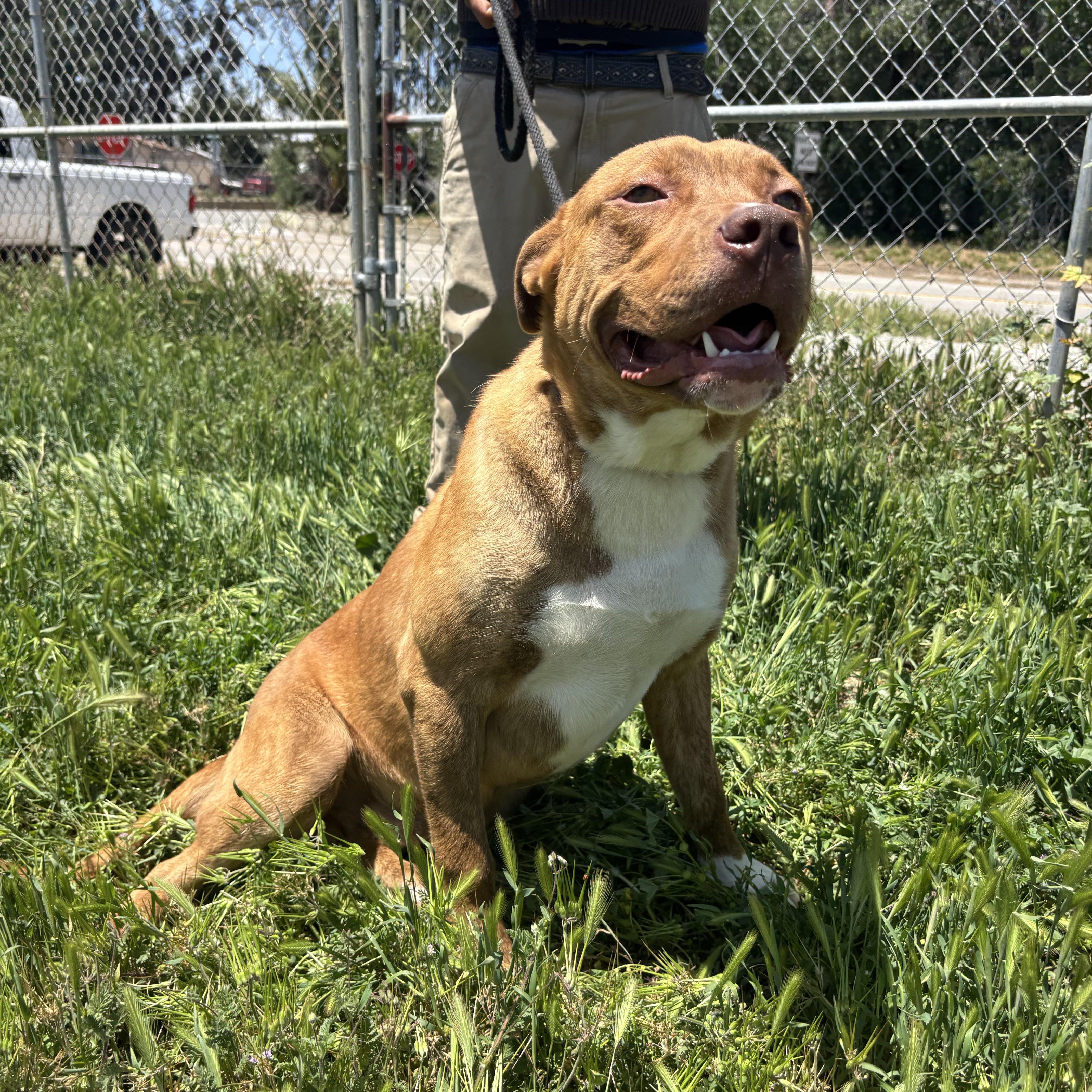 THEO, a Adoptable Pit Bull Terrier in Seattle , WA image 3/6