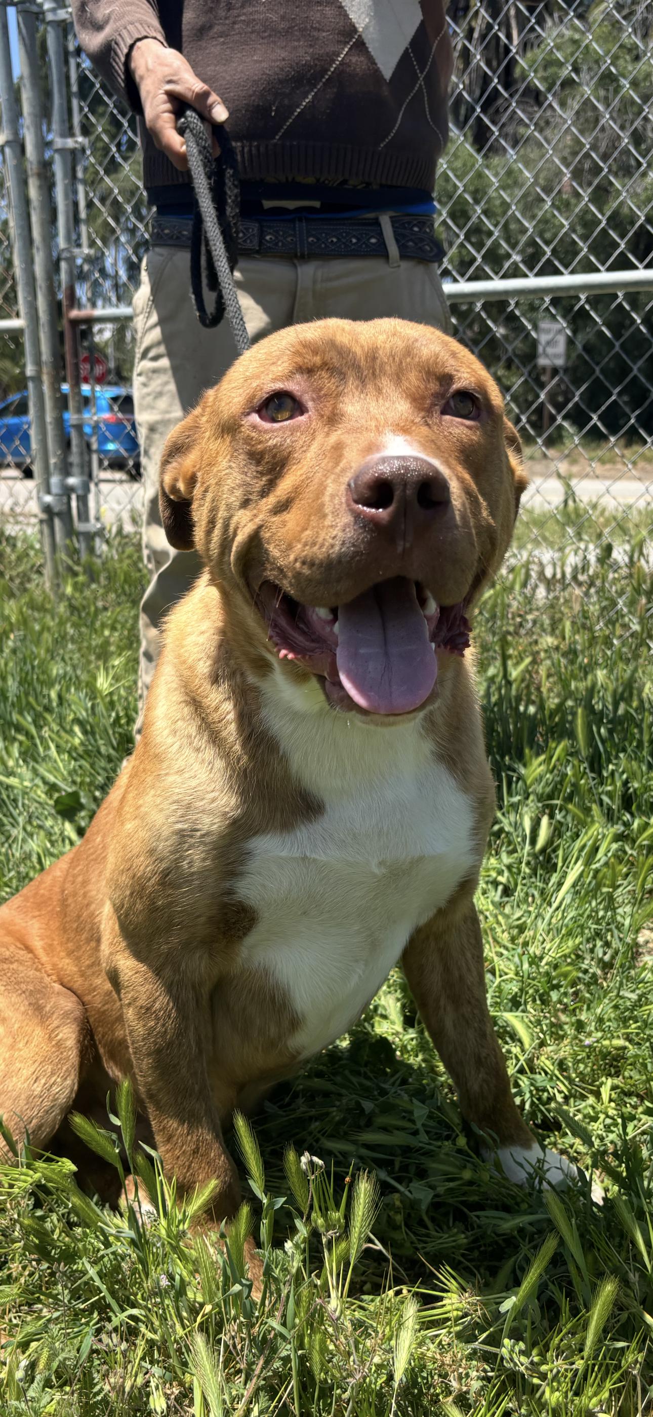 THEO, a Adoptable Pit Bull Terrier in Seattle , WA image 5/6