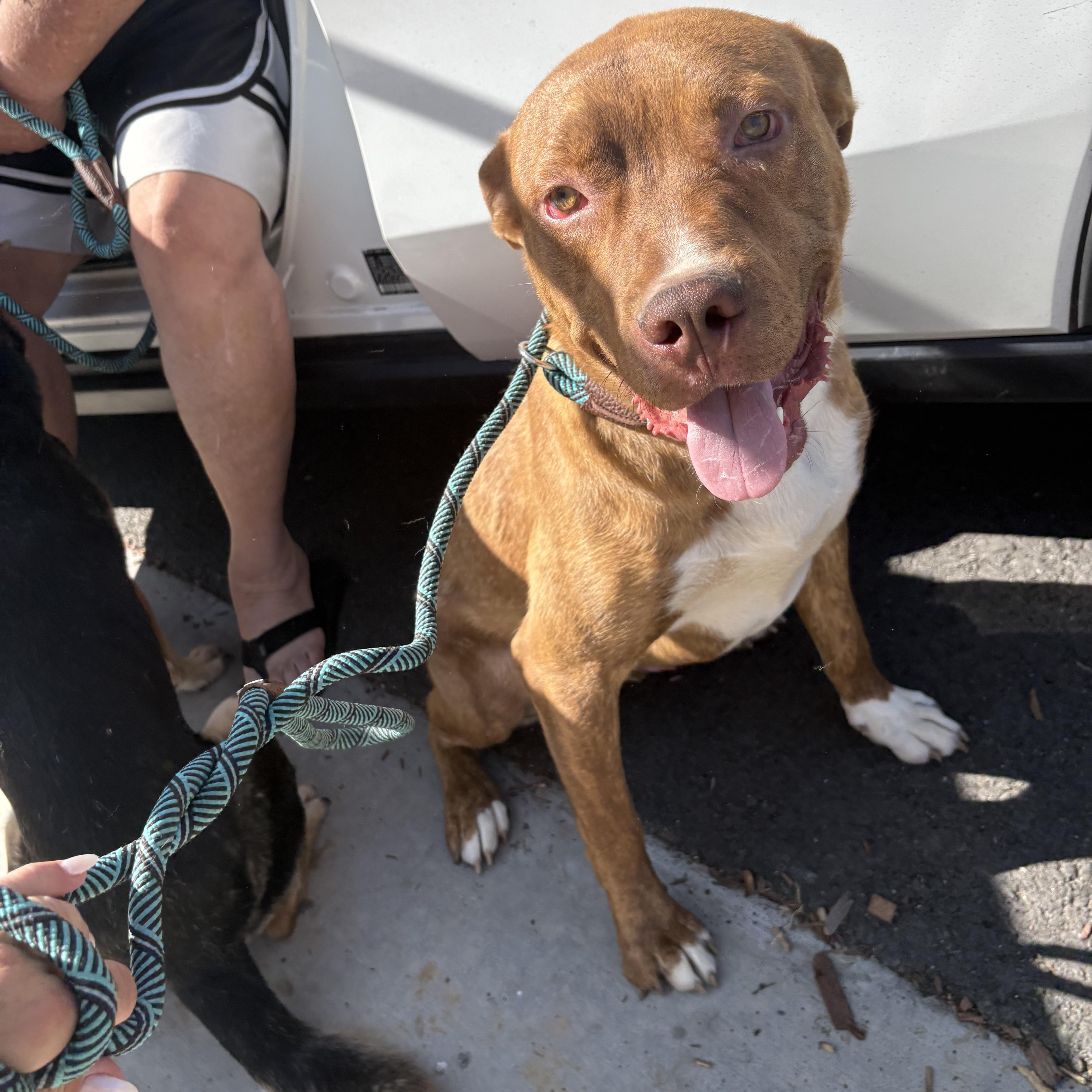THEO, Adoptable, Adult Male Pit Bull Terrier.